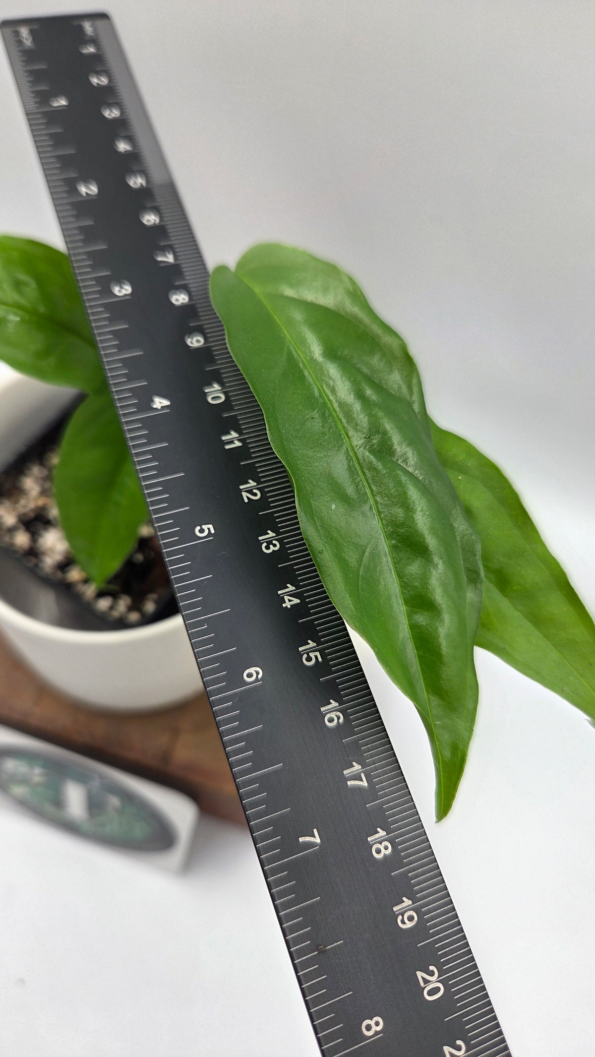 Monstera Obliqua Aff Amazonas (MON-325)