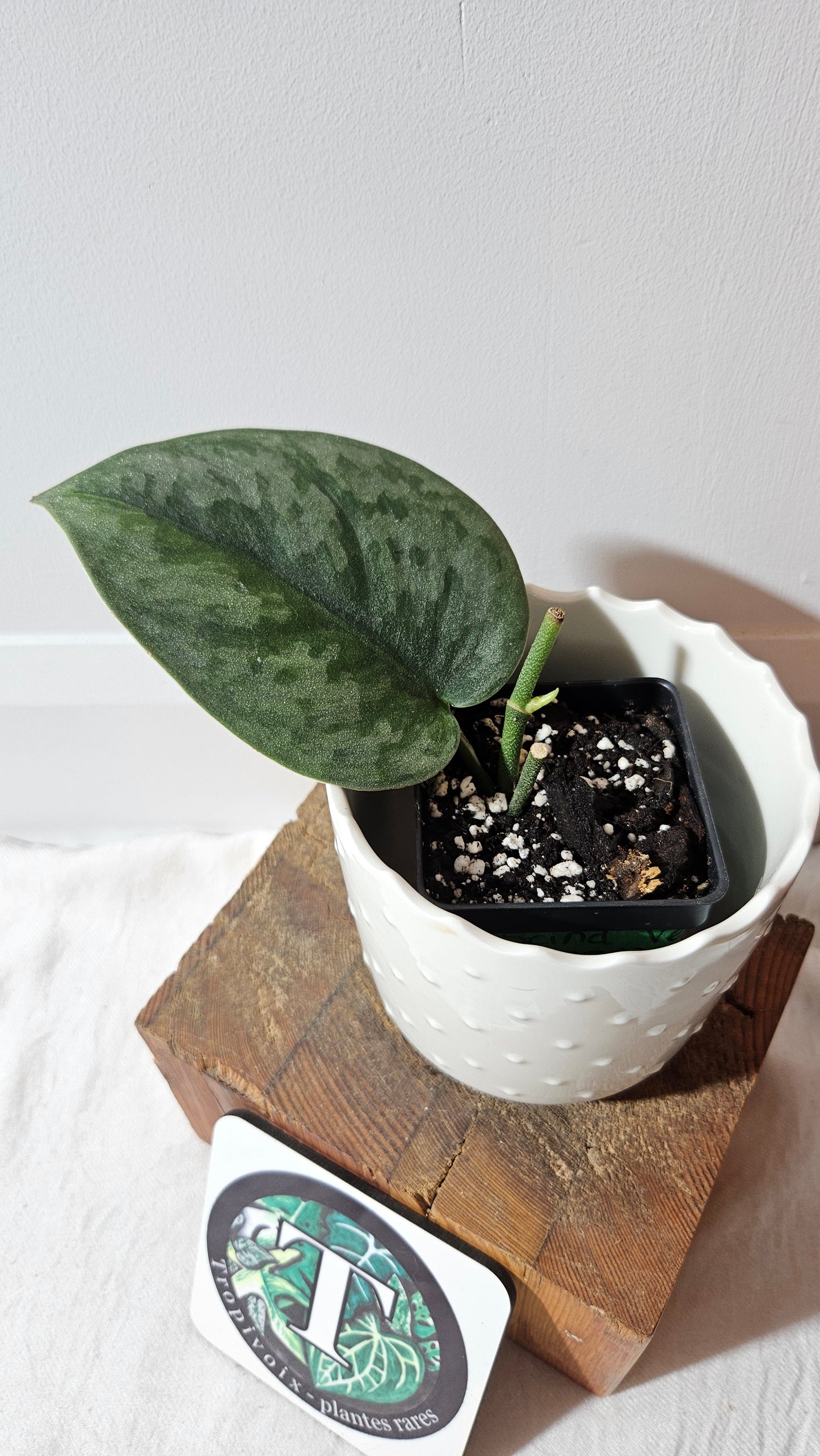 Scindapsus Venom (SCI-1018)