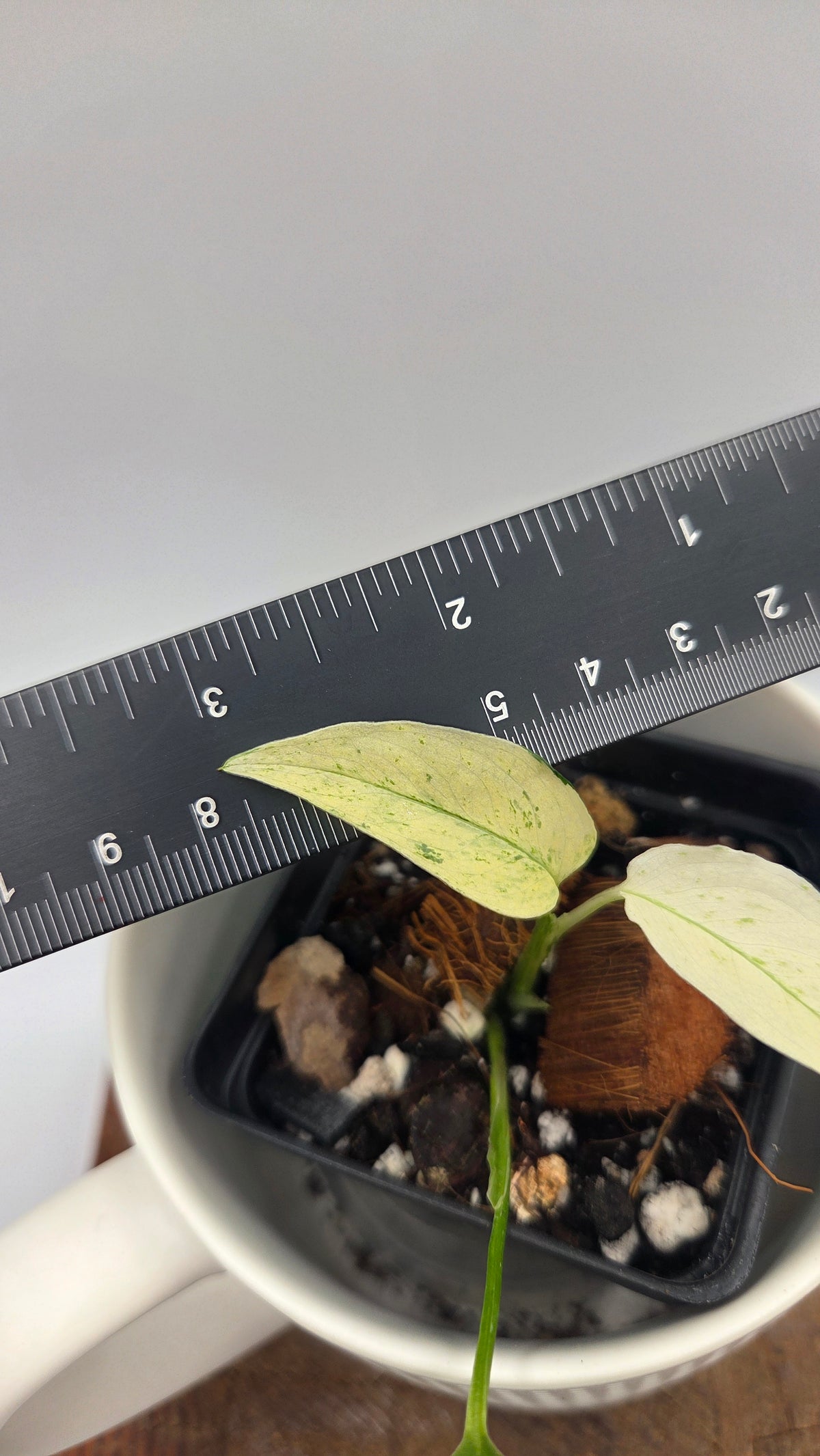 Monstera Laniata Mint (MON-576)