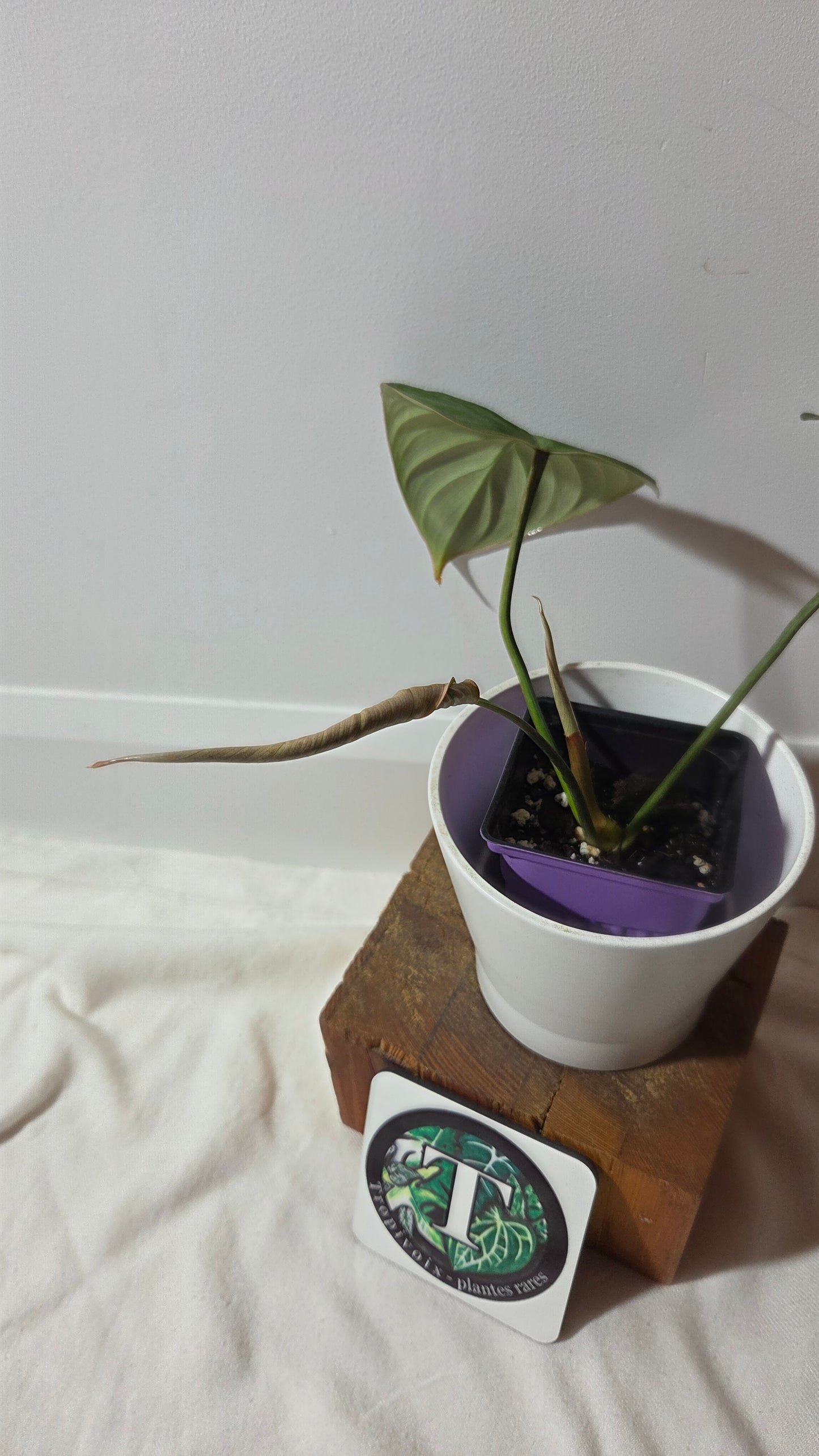 Philodendron Gloriosum (PHI-1013)