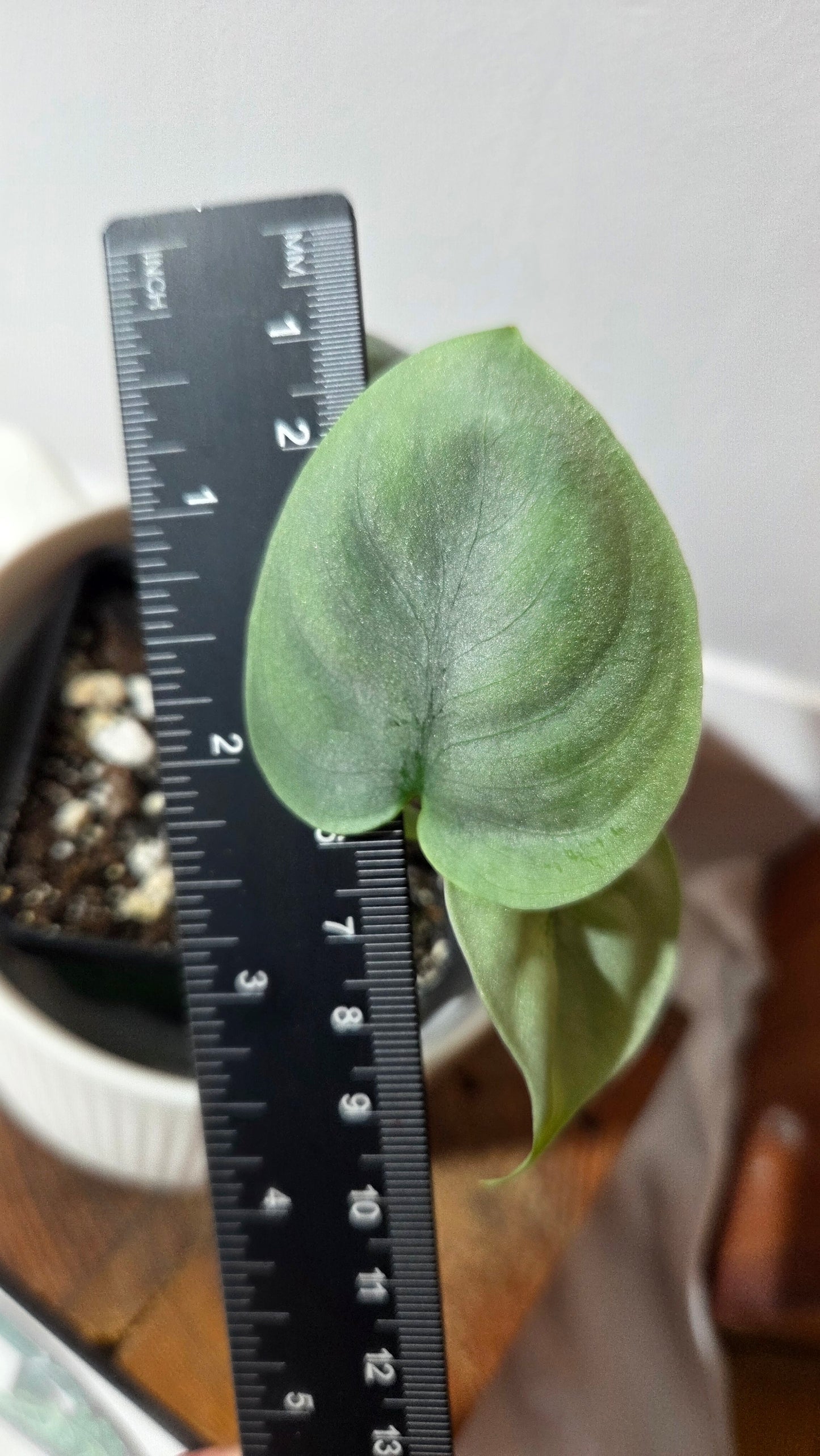 Scindapsus Platinum (SCI-1401)
