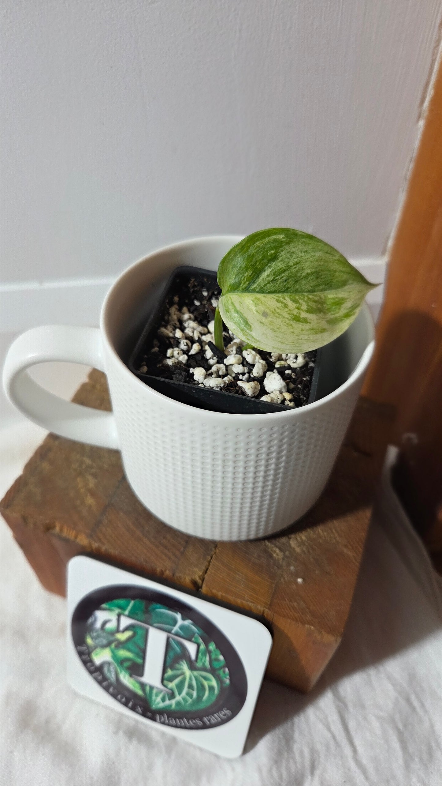 Scindapsus Blue Salaka (SCI-1159)