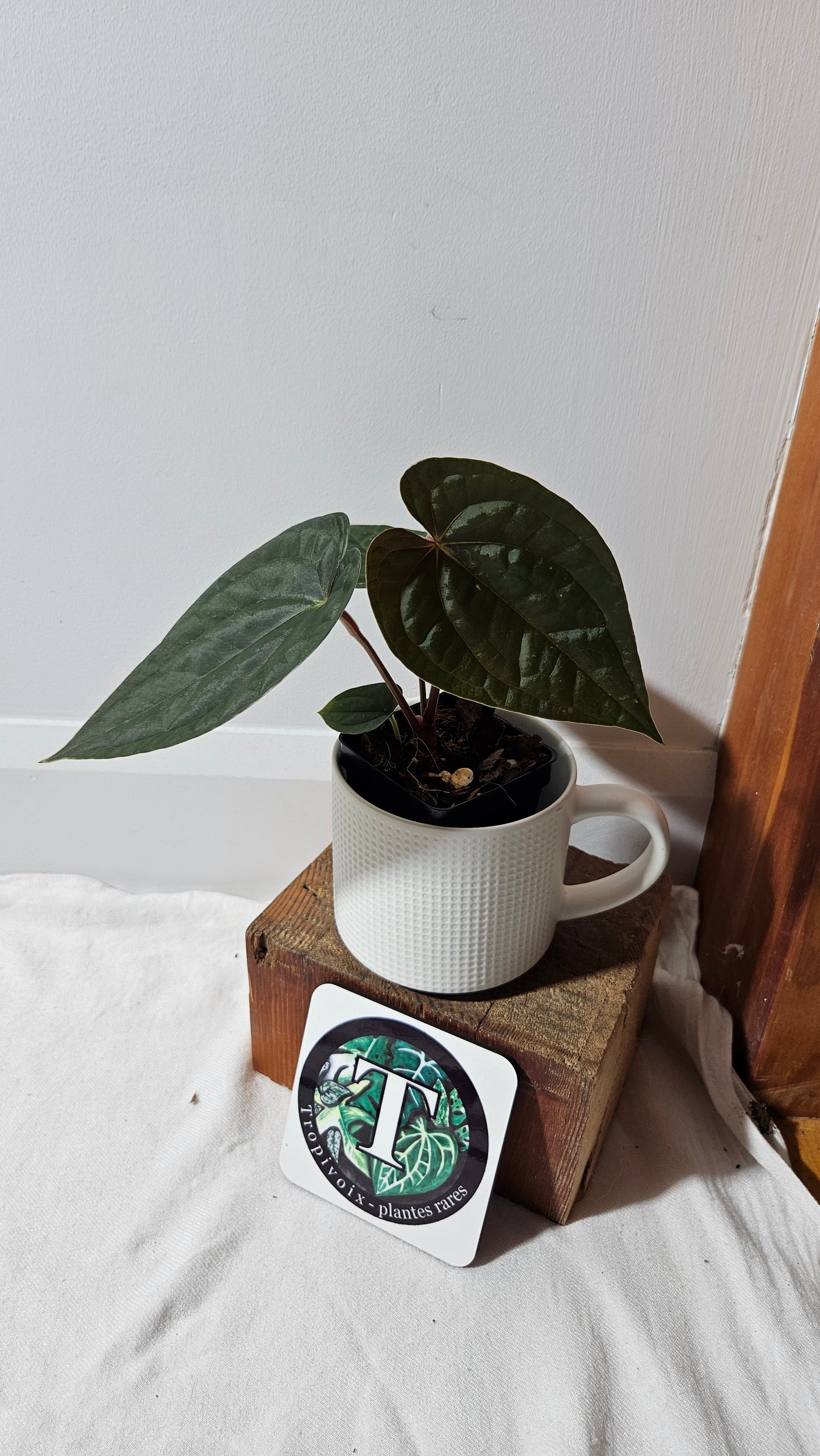 Anthurium Luxurians X Black Velvet Panama "format MOYEN" (ANT-639)