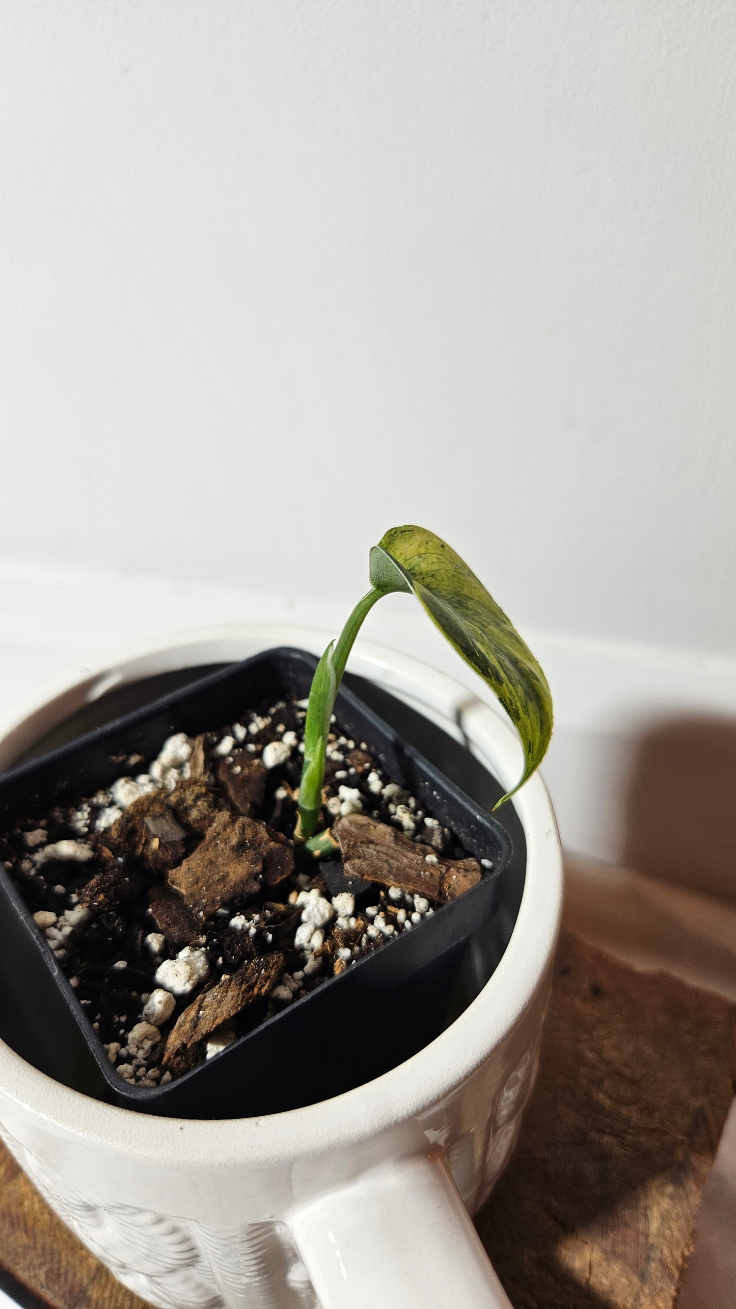 Scindapsus Silver Splash Variegata (SCI-496)