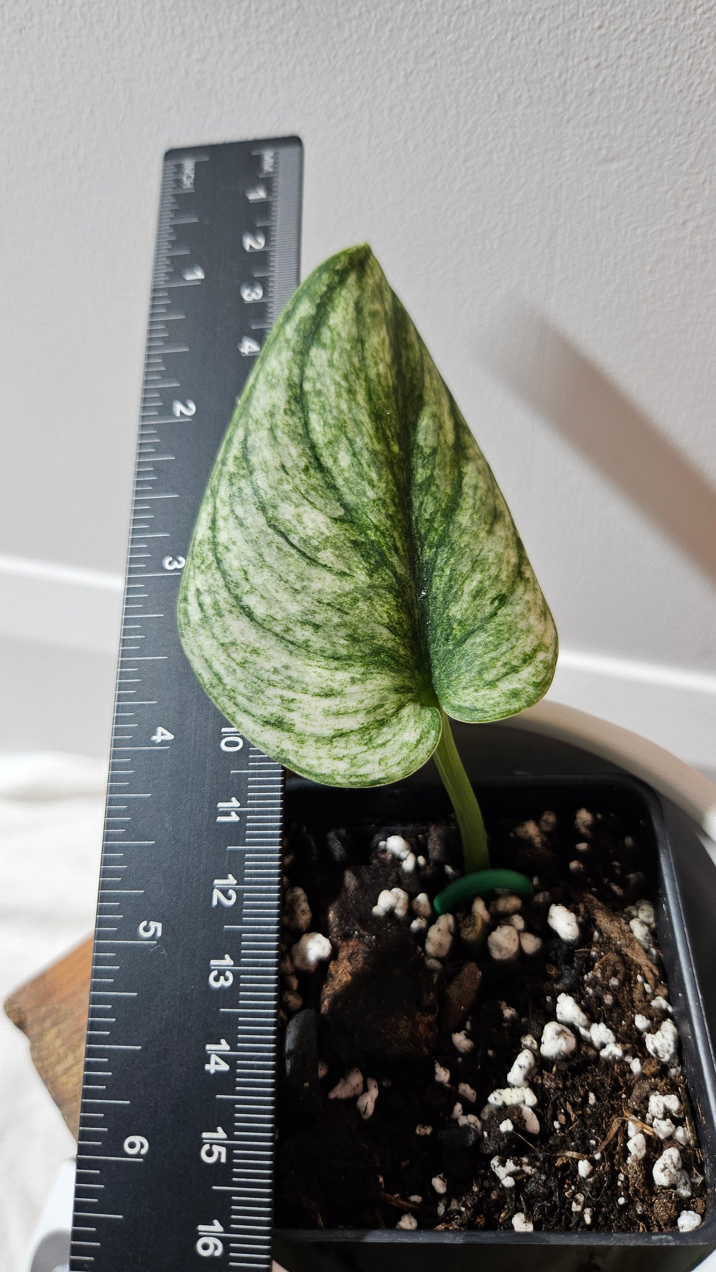 Scindapsus Jung jung Buih Mutation (SCI-1183)