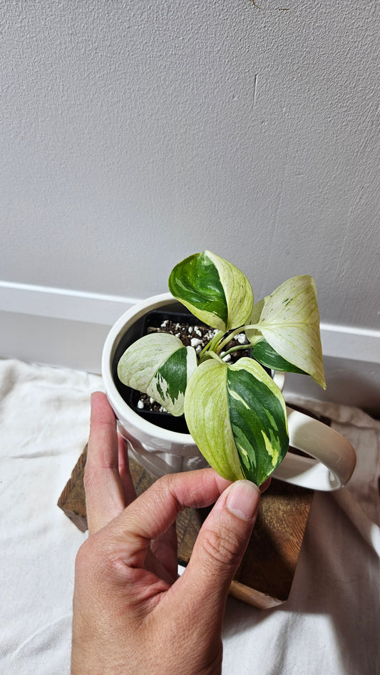 Scindapsus Blue Albo Tricolore (SCI-1240)