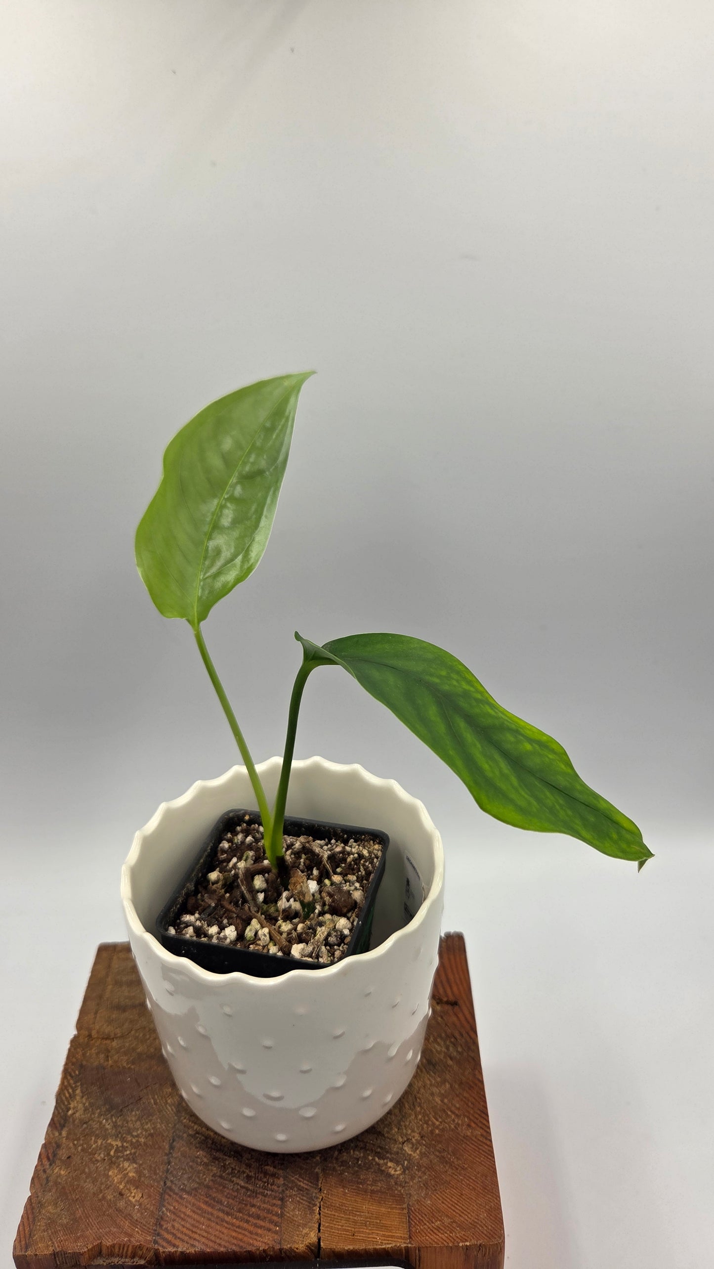 Monstera Obliqua Aff Amazonica (MON-303)