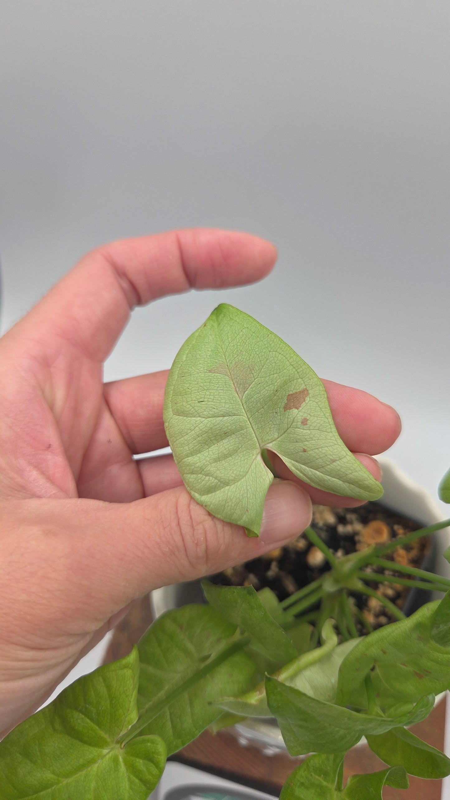 Syngonium Milk Confetti (SYN-500)