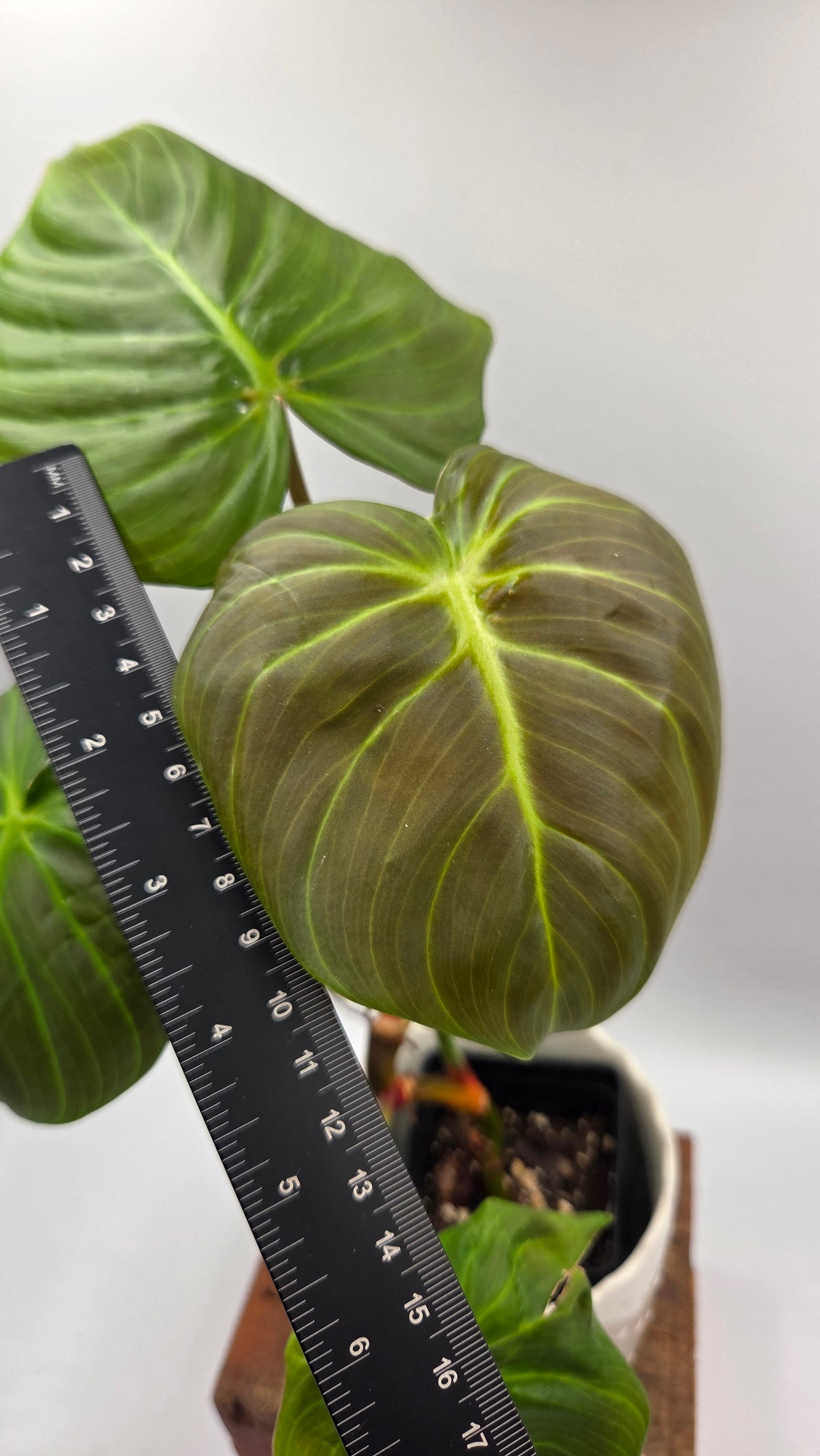 Philodendron Célébration/(Rubrijuvenile X Pastazanum) (PHI-929)