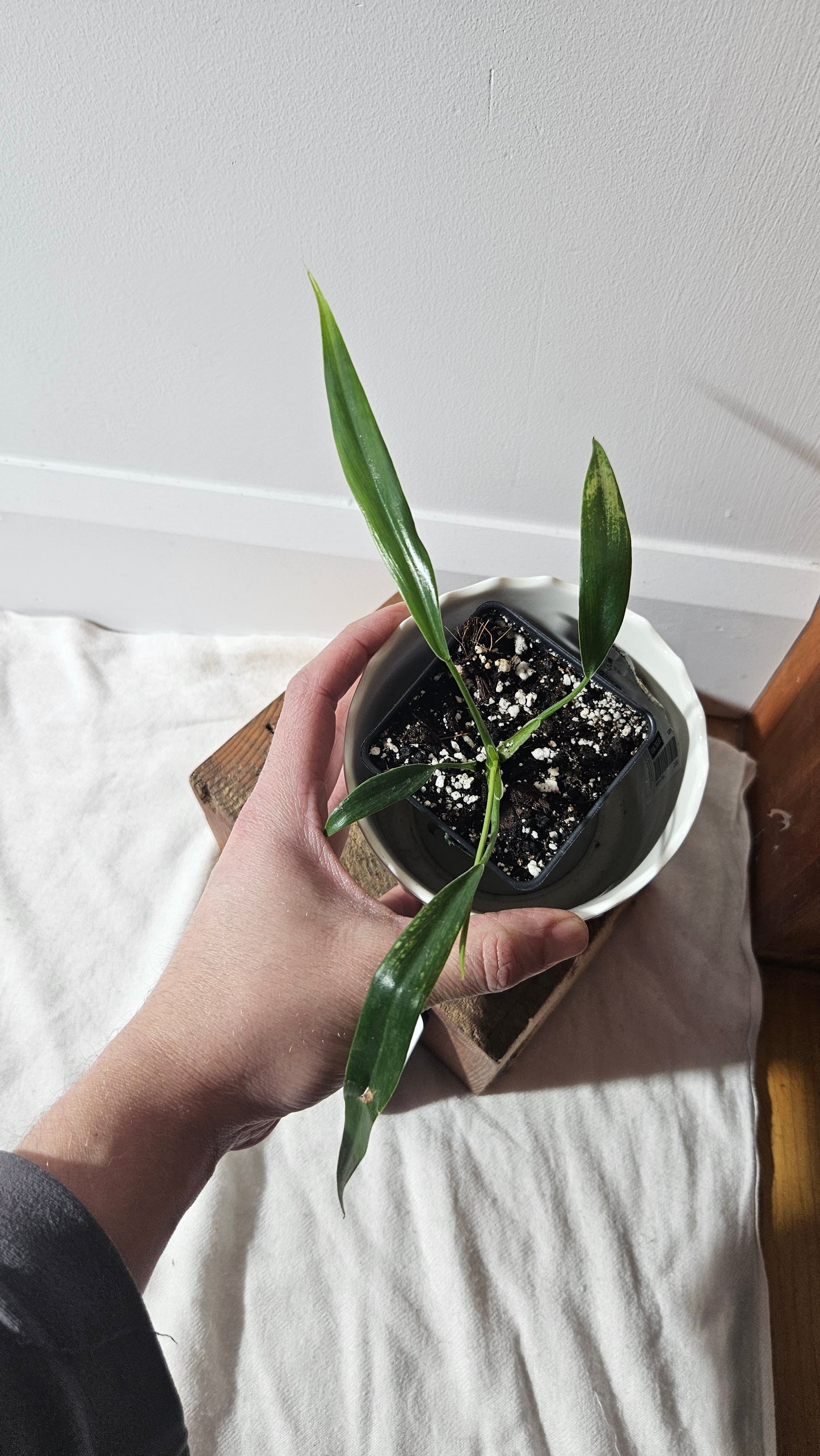Philodendron Holtonianum (PHI-765)