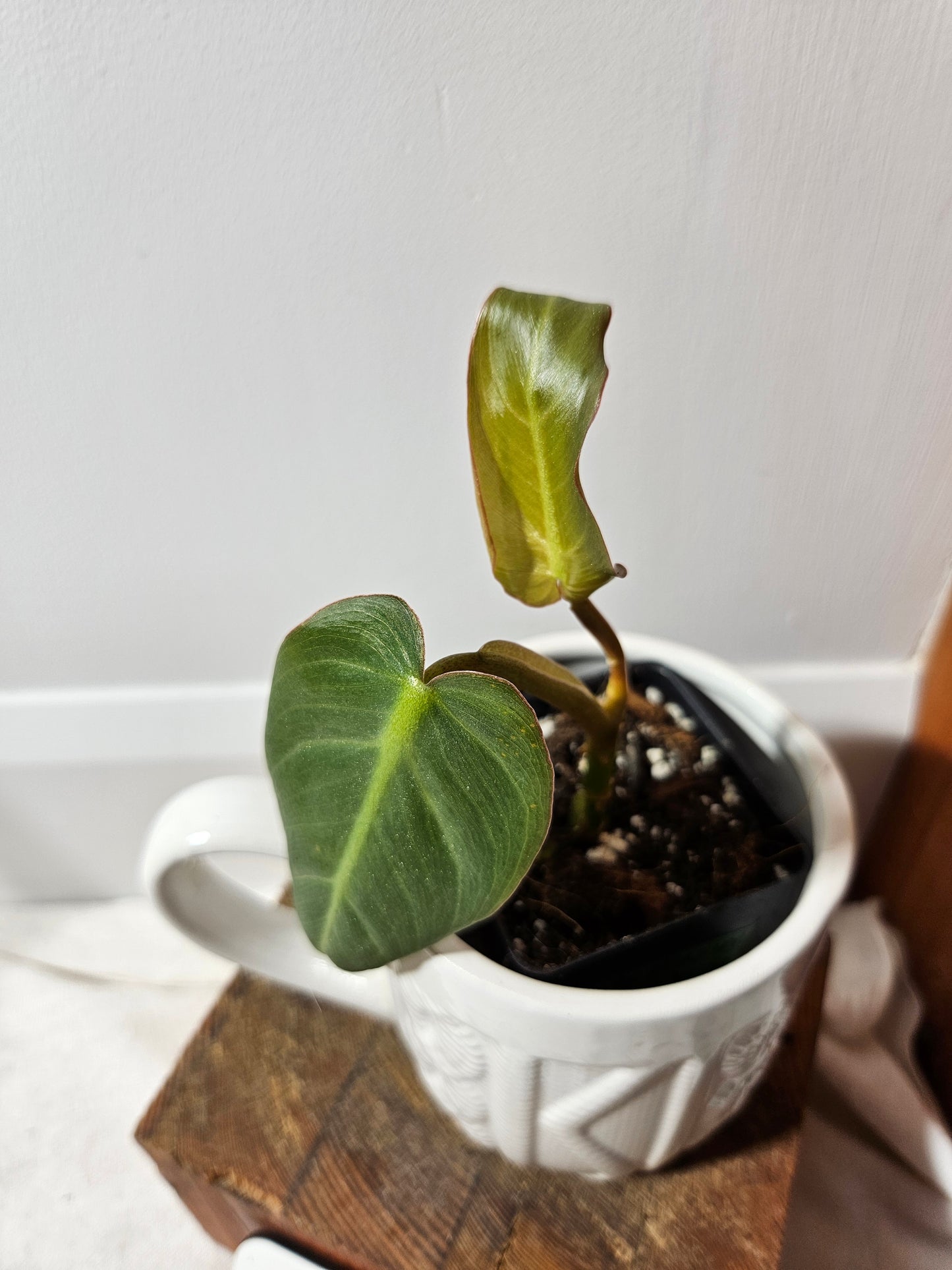 Philodendron Maximum (PHI-382)