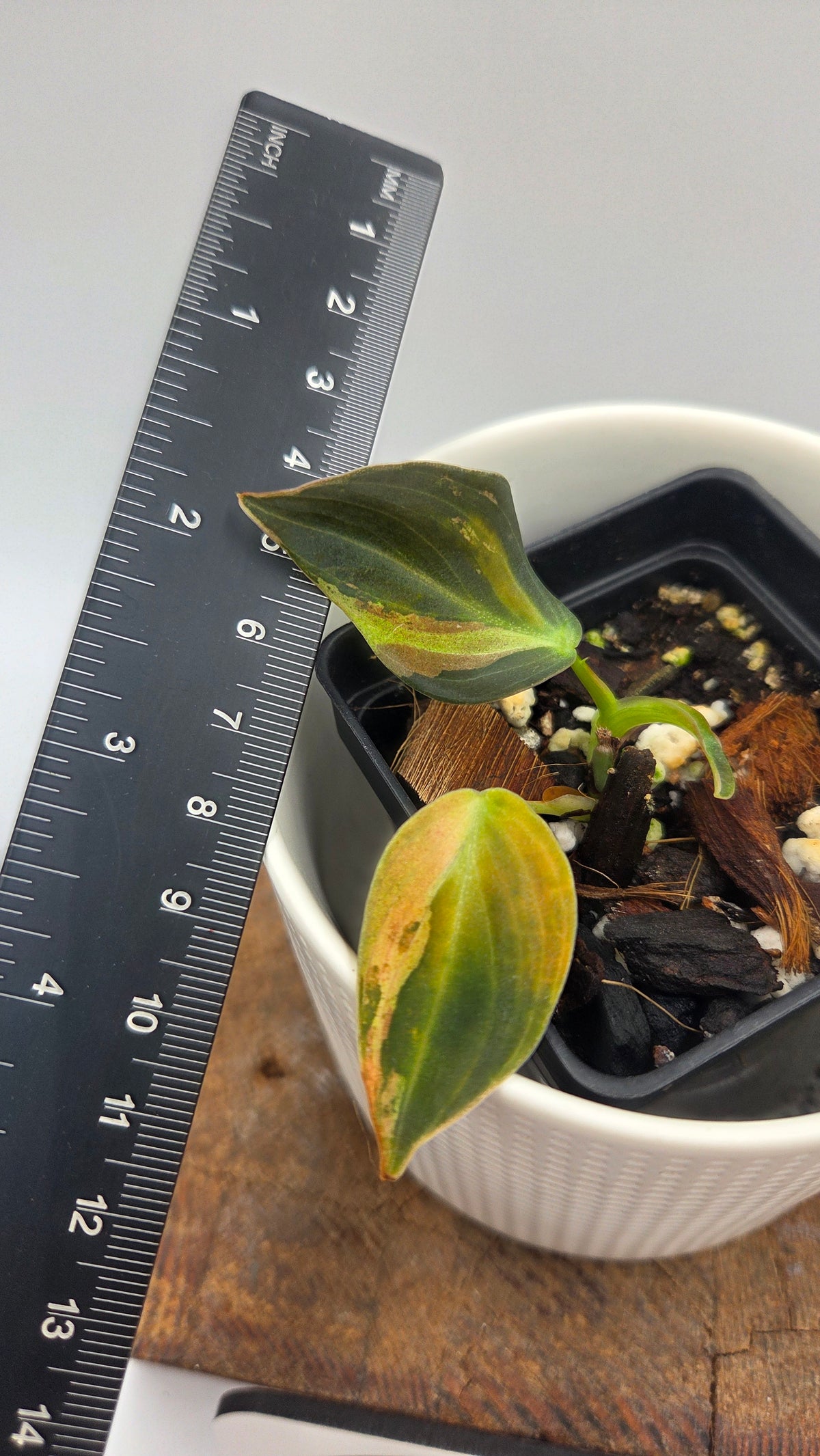 Philodendron Melanochrysum Variegata (PHI-1085)