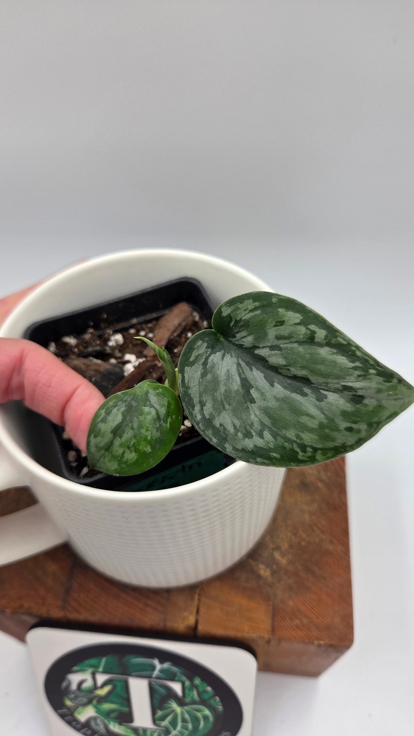 Scindapsus Dark Princess Tricolore (SCI-1447)
