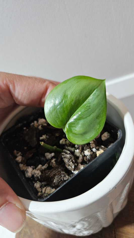 Scindapsus SP Sumatra (SCI-1202)