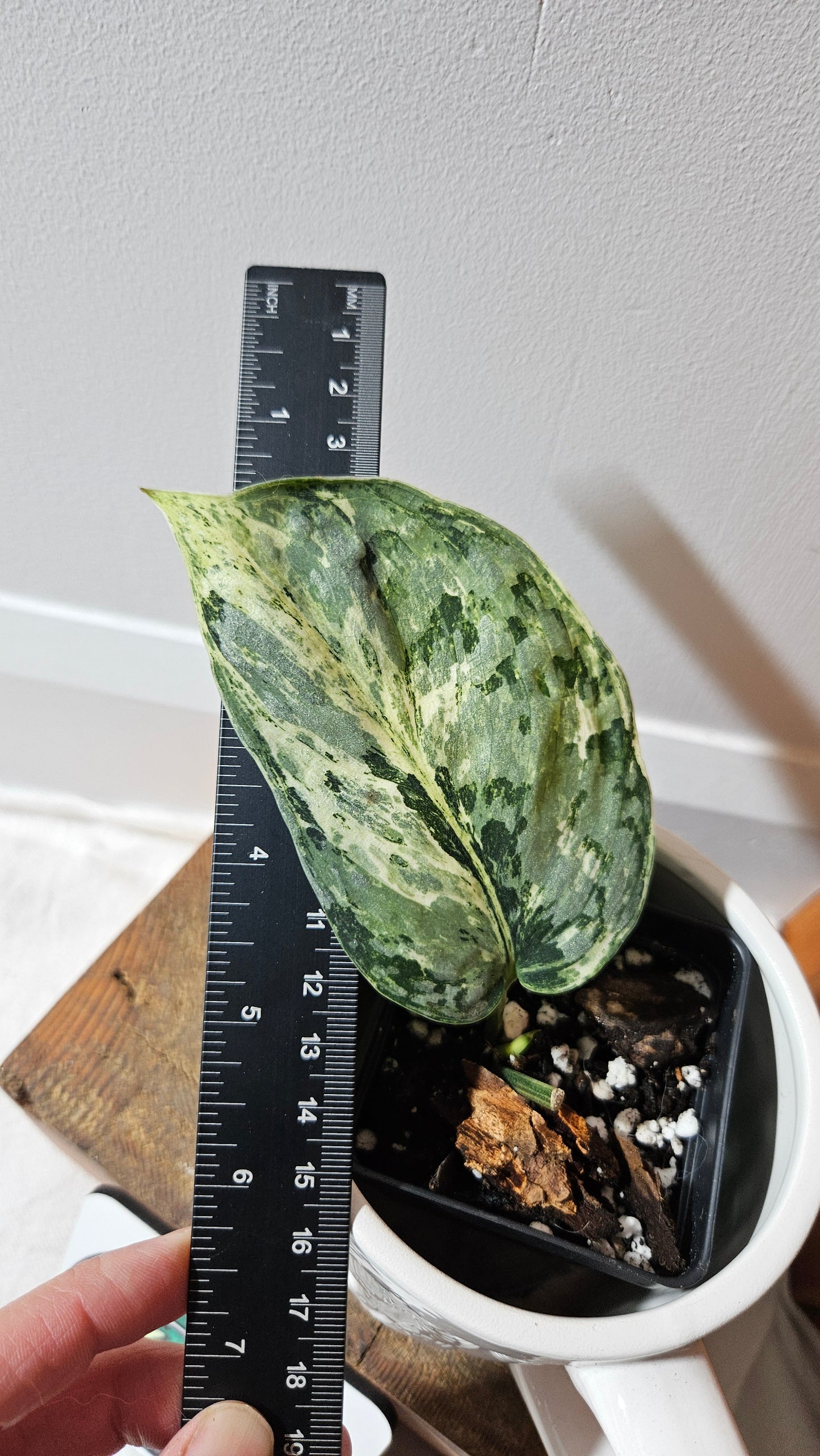 Scindapsus Peasun (SCI-1065)