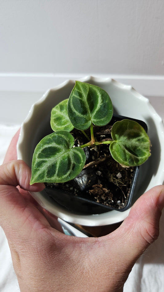 Anthurium Dorayaki Silver "format PETIT"( ANT-583)