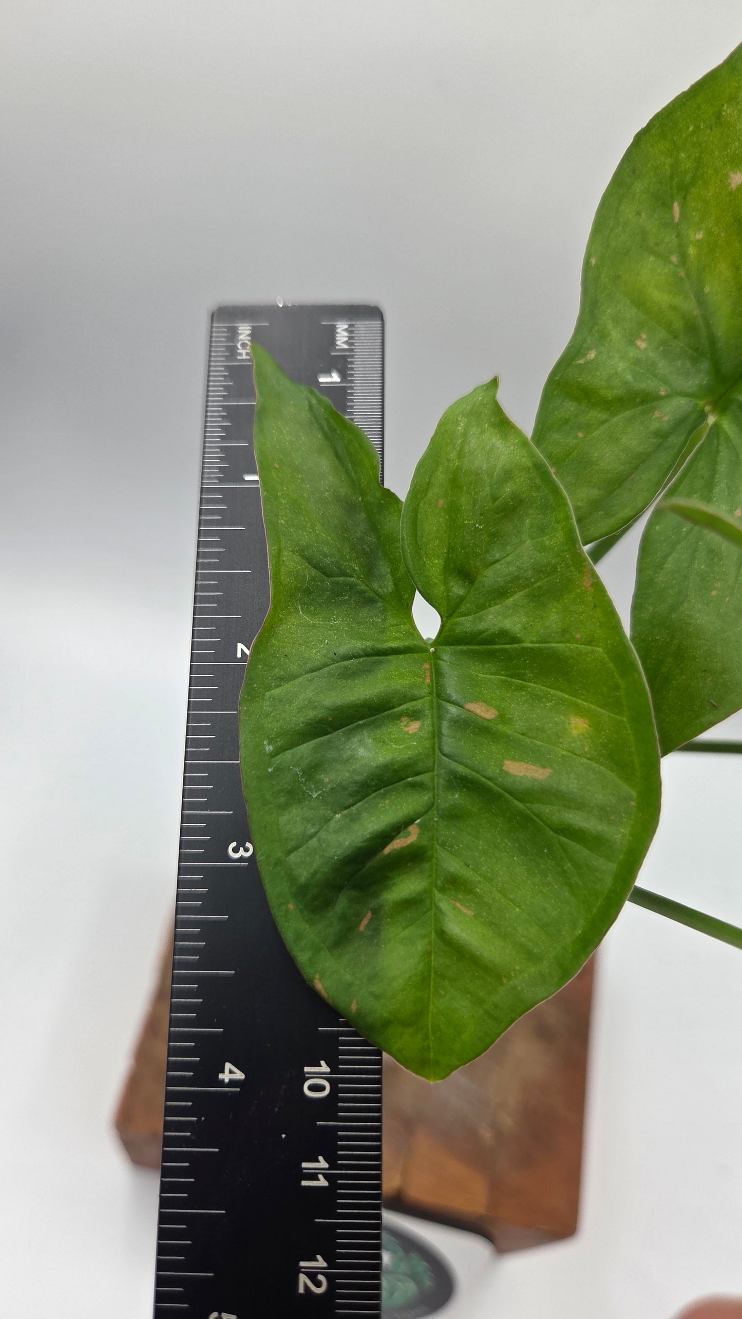 Syngonium Pink Splash Allusion (SYN-505)
