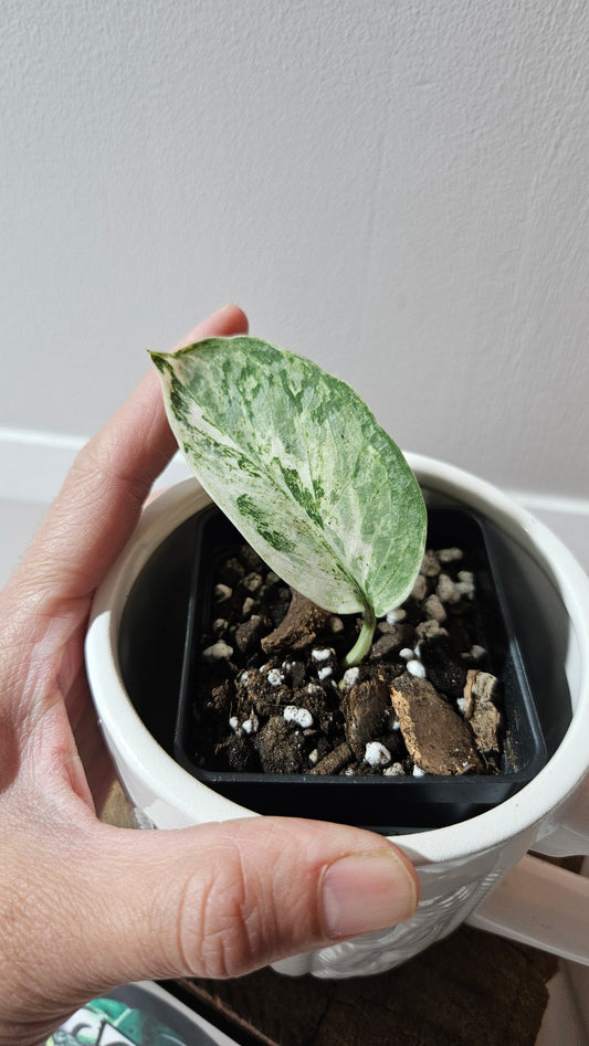 Scindapsus Perlas (SCI-1097)