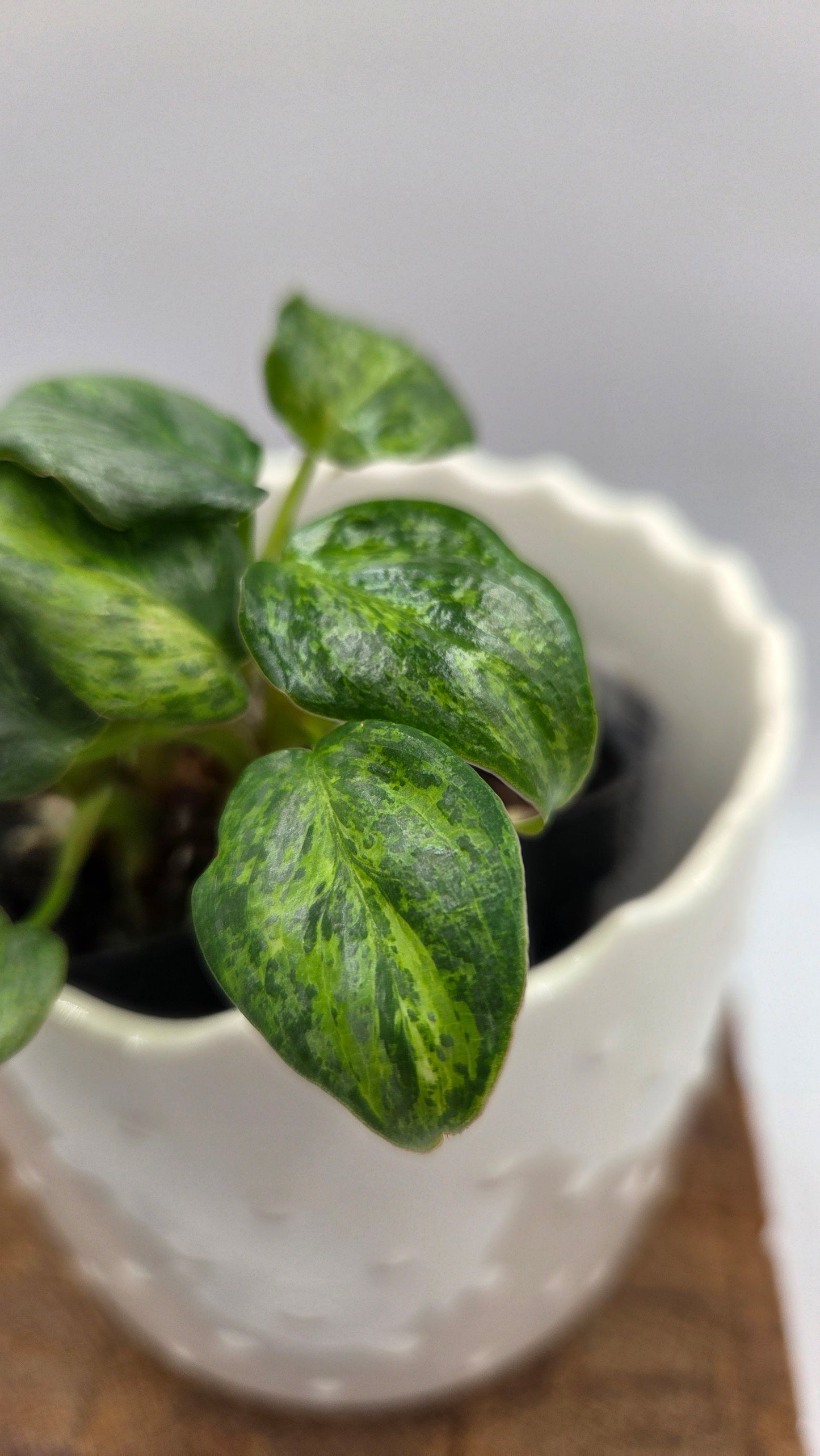 Philodendron Sodiroi Variegata (PHI-1075)