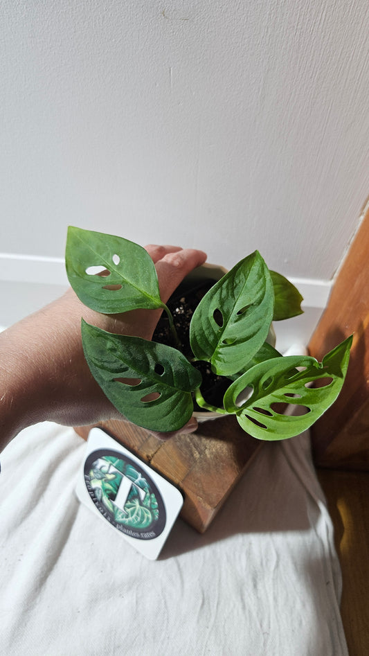 Monstera Obliqua Aff Indanza (MON-280)