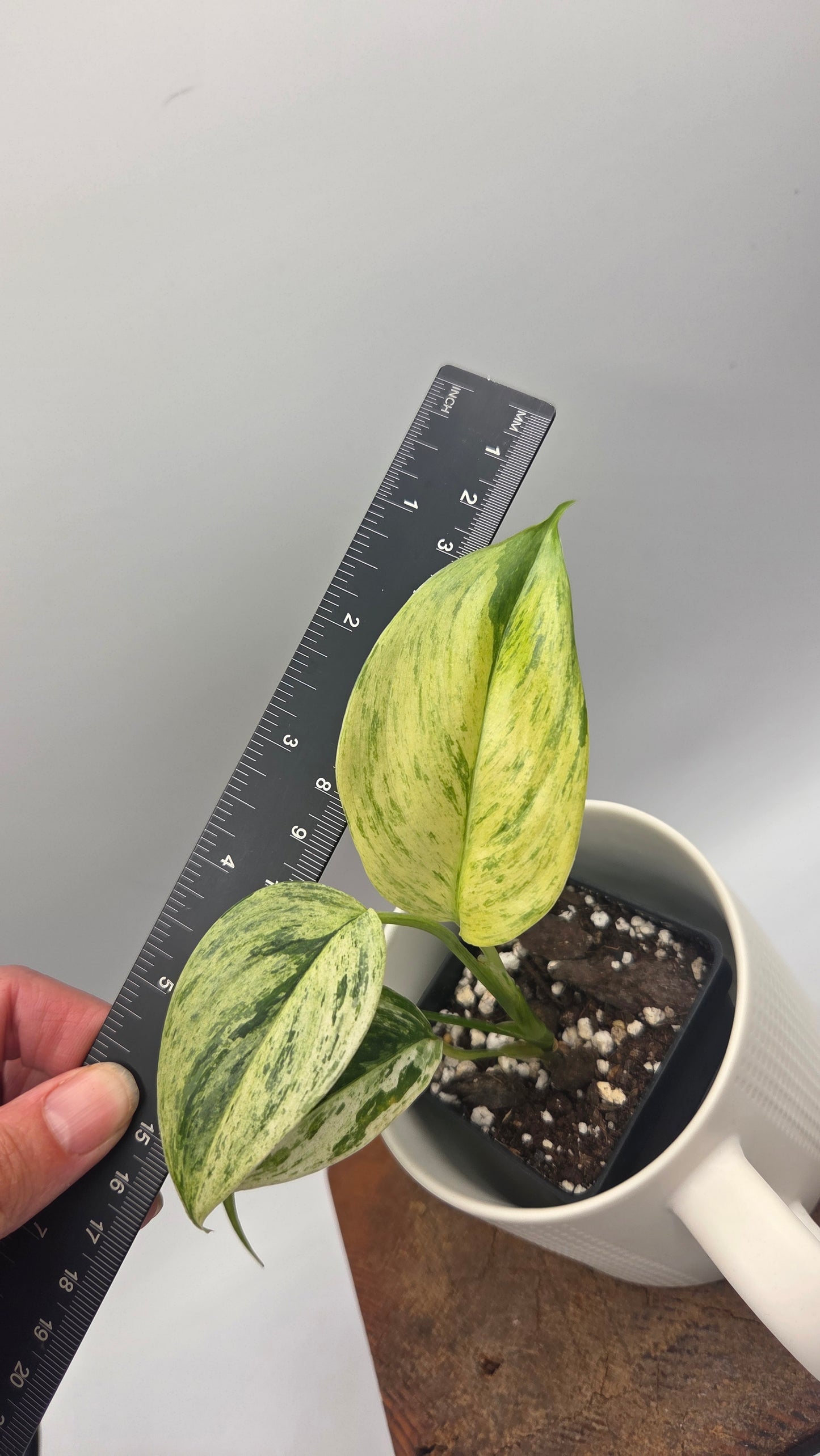 Scindapsus Blue Salaka Tricolore (SCI-1475)