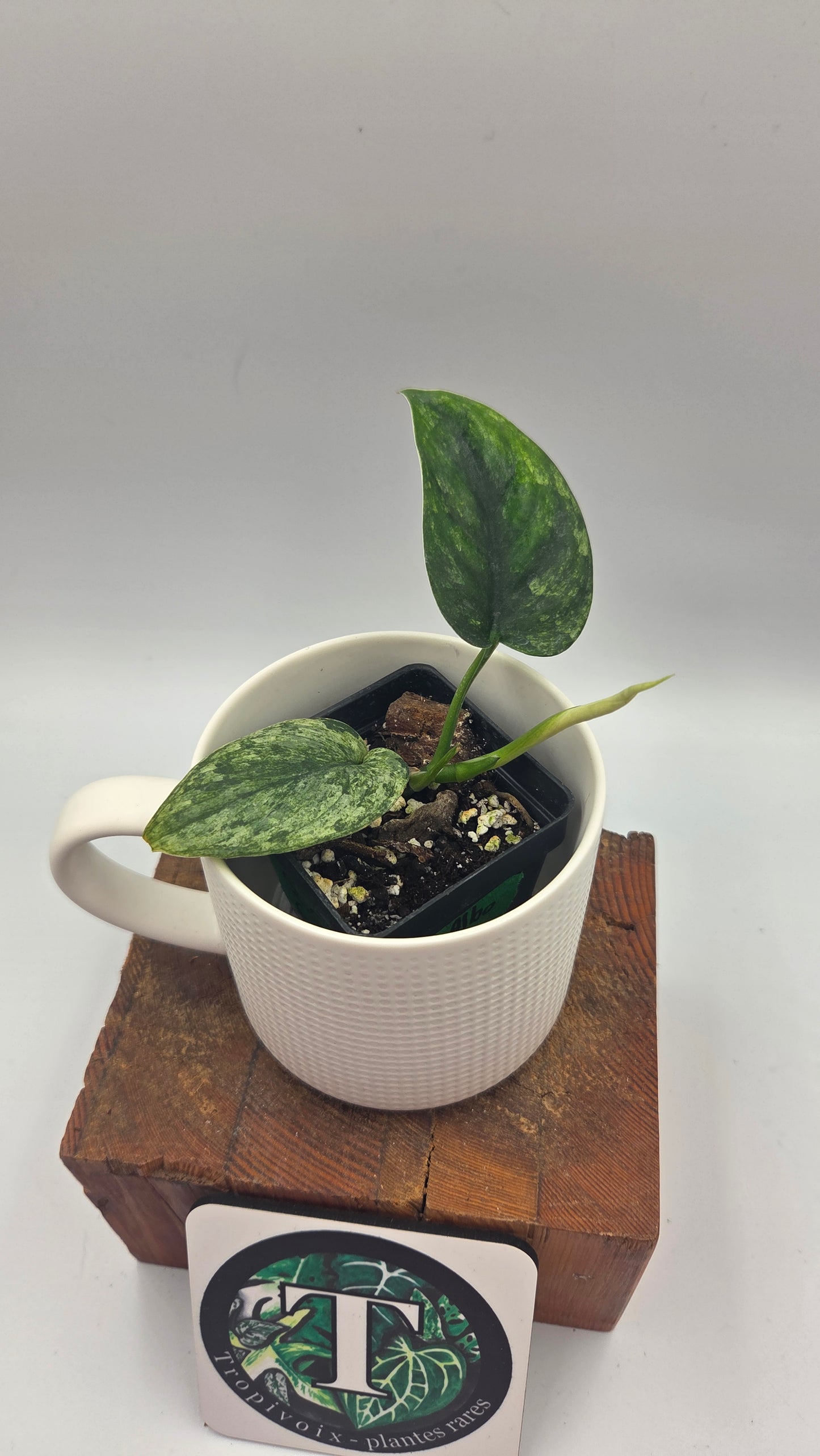 Scindapsus Silver Satin albo (SCI-1506)