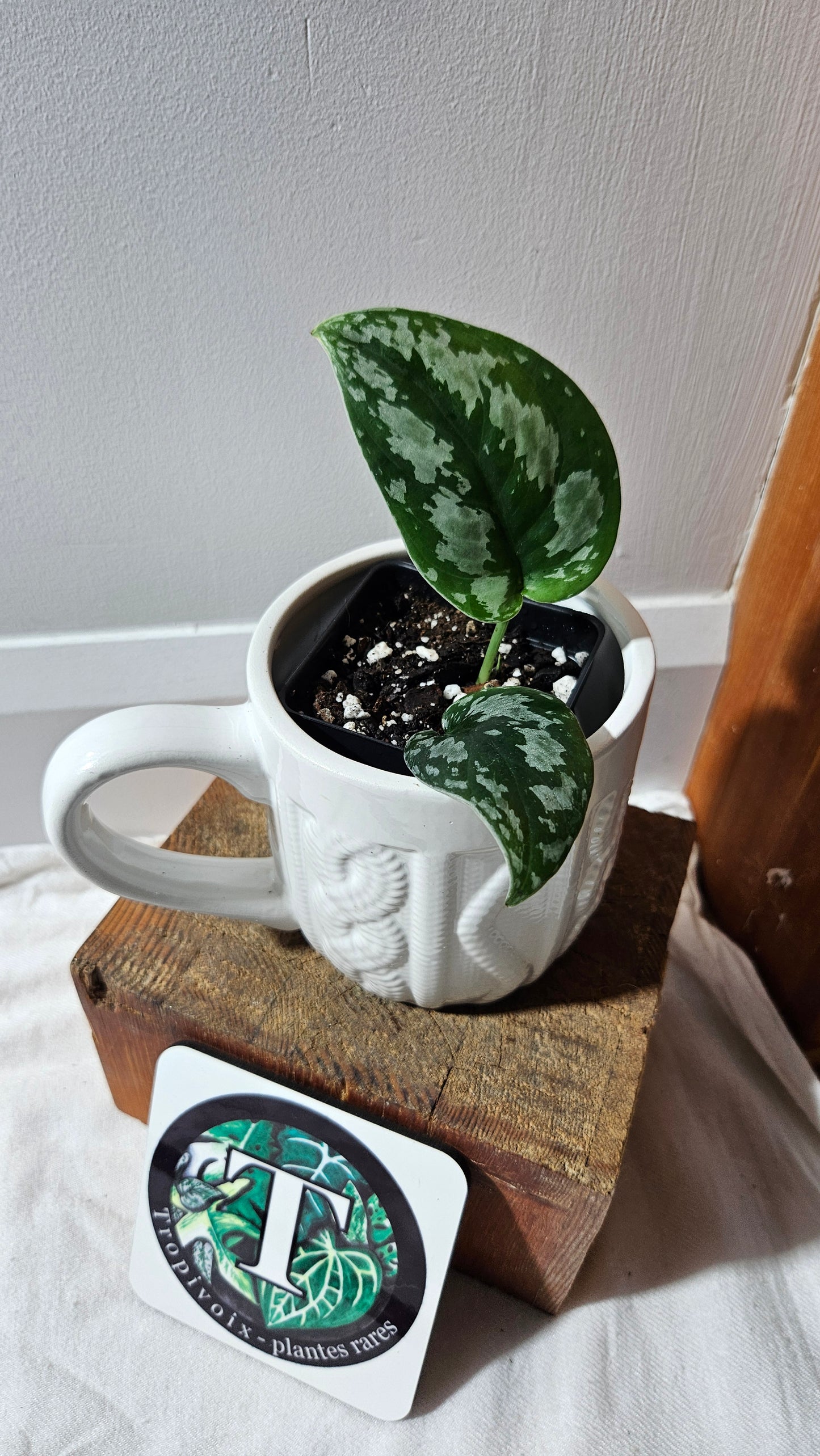 Scindapsus Dark Tricolore (SCI-1139)