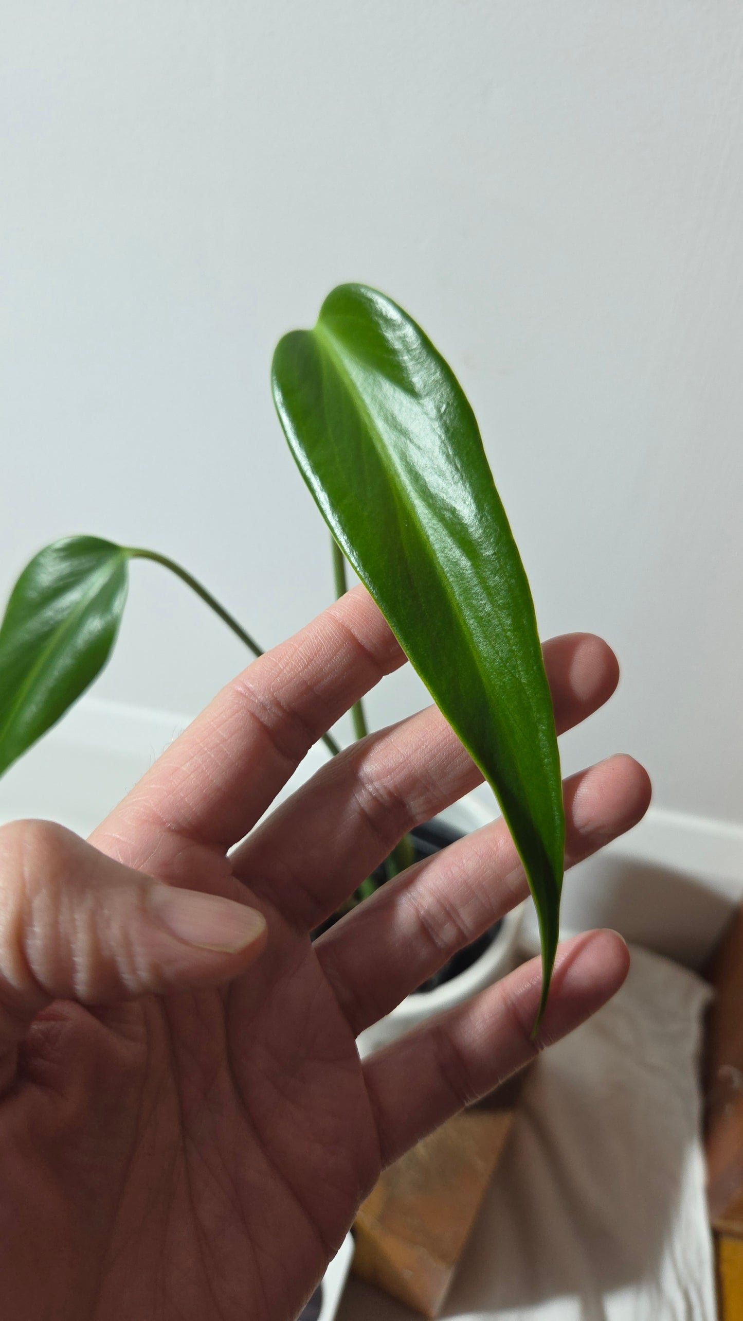 Monstera Burlemarx Flame/Dilacerata (MON-522)
