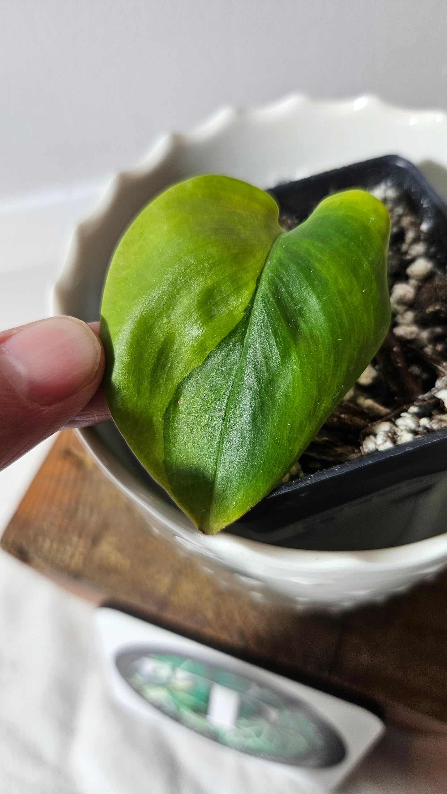Scindapsus Treubii Bornéo "Green on green" (SCI-920)