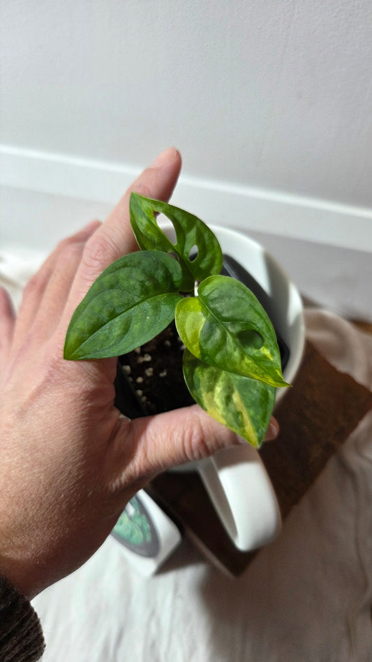 Monstera Andasonii Aurea (MON-496)