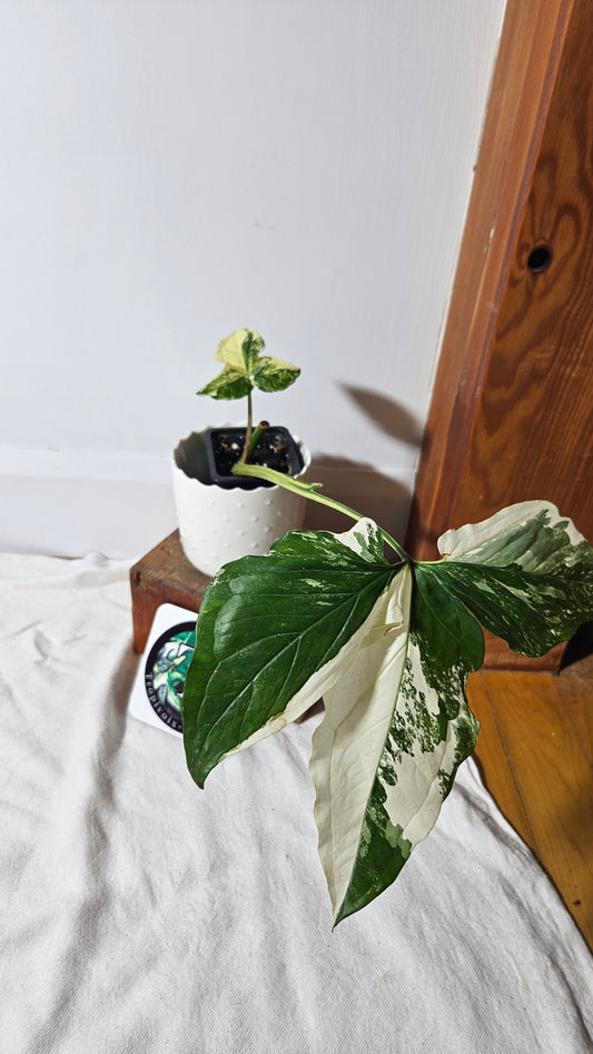 Syngonium Albo (SYN-327)