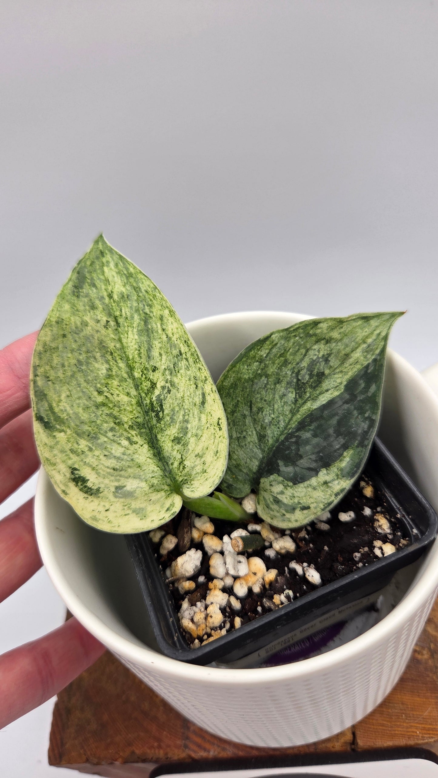 Scindapsus Silver Cloud mutation (SCI-1091)