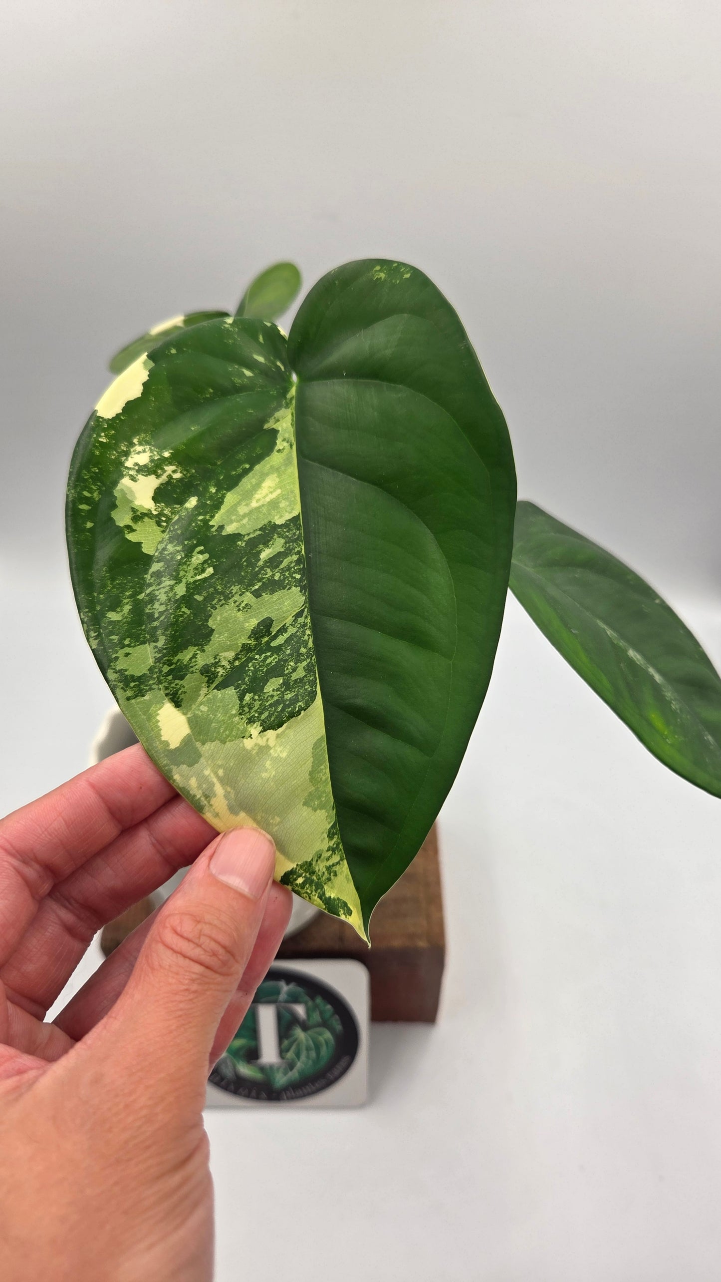 Syngonium Chiapense Albo (SYN-465)