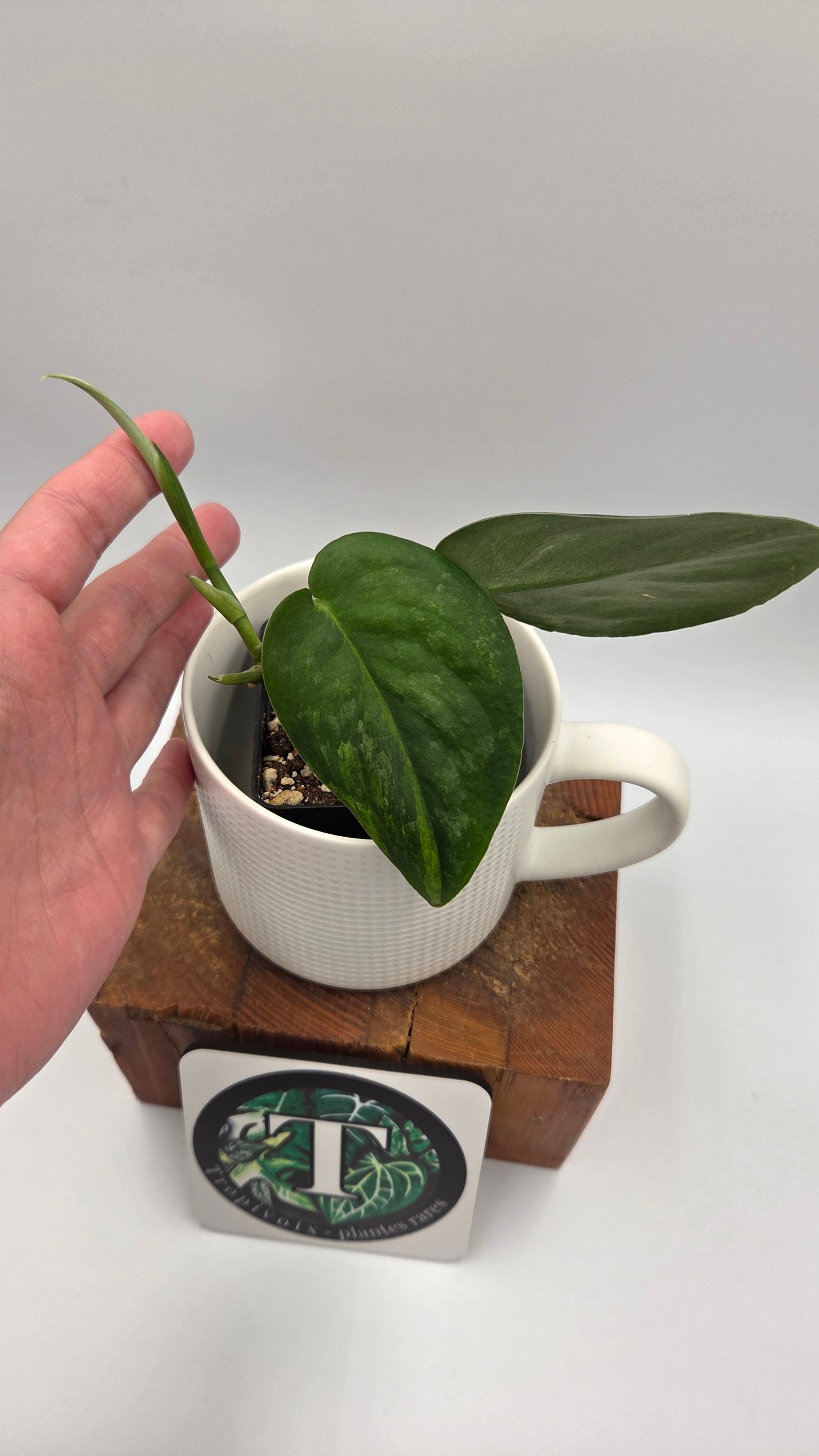 Scindapsus Silver Splash "Green on Green" (SCI-808)
