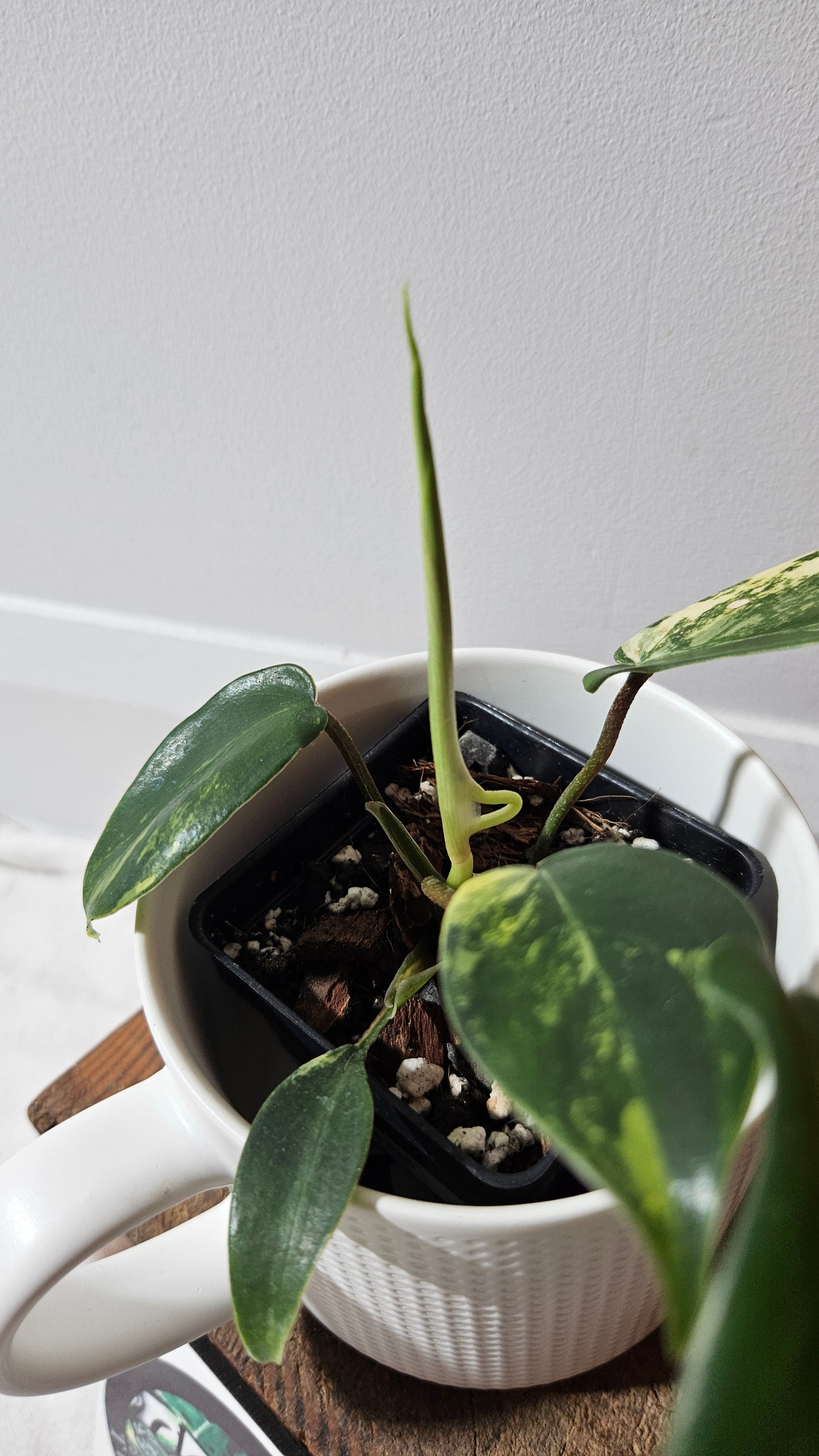 Philodendron Florida Beauty (PHI-939)