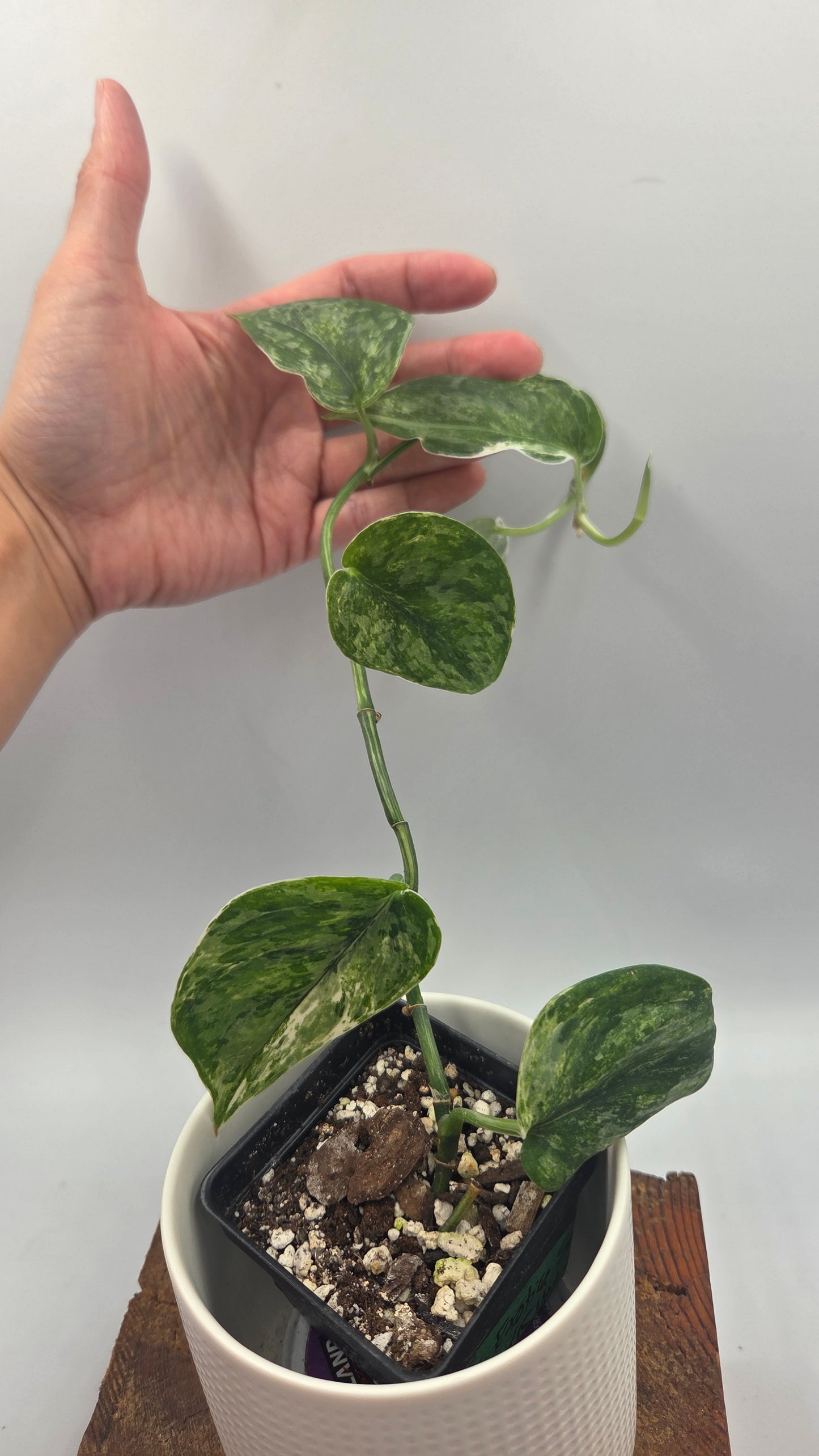 Scindapsus Exotica Salaka Tricolore (SCI-894)
