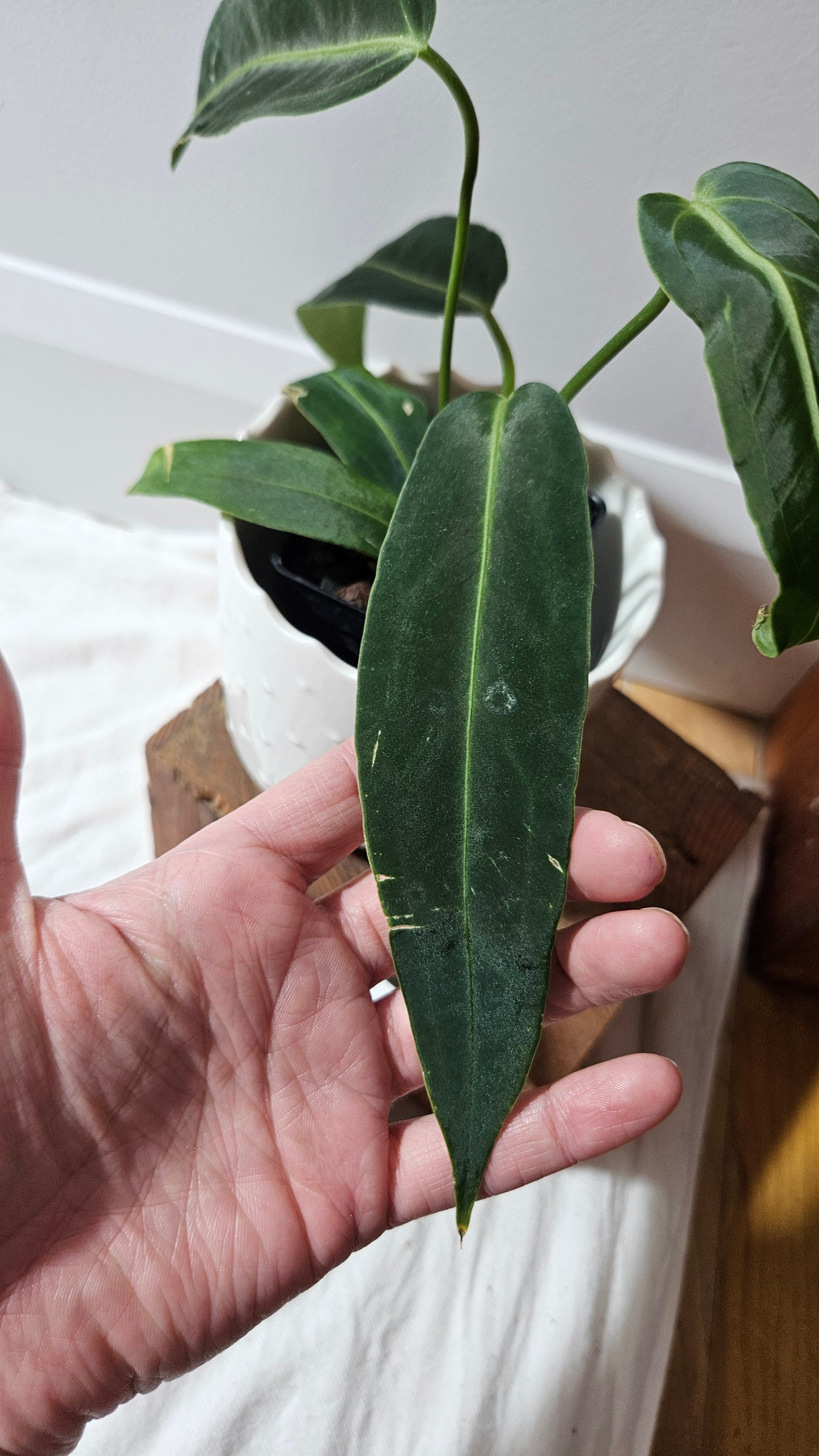 Anthurium Warocqueanum Dark "format MOYEN"(ANT-605)