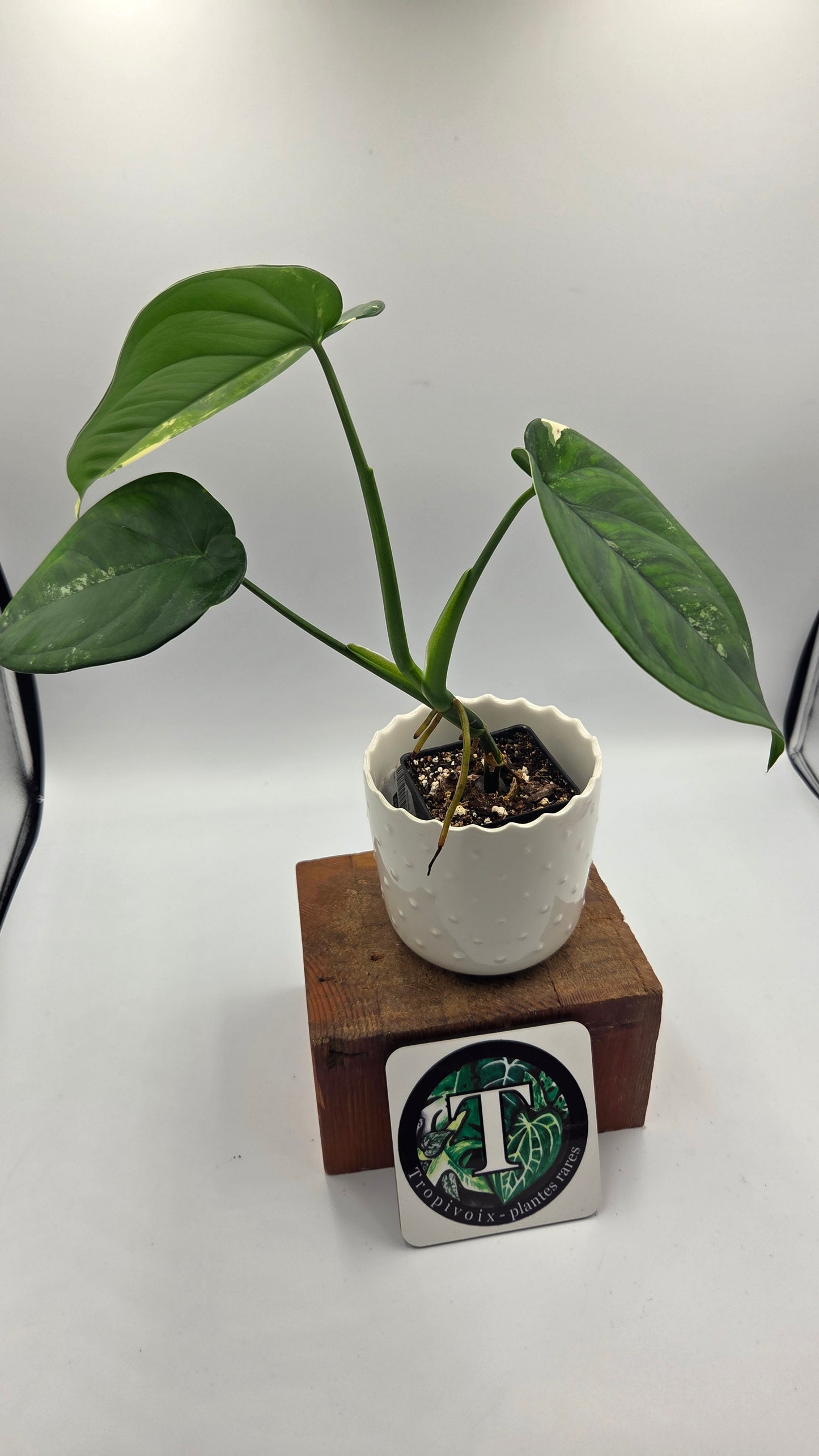 Syngonium Chiapense Albo (SYN-465)