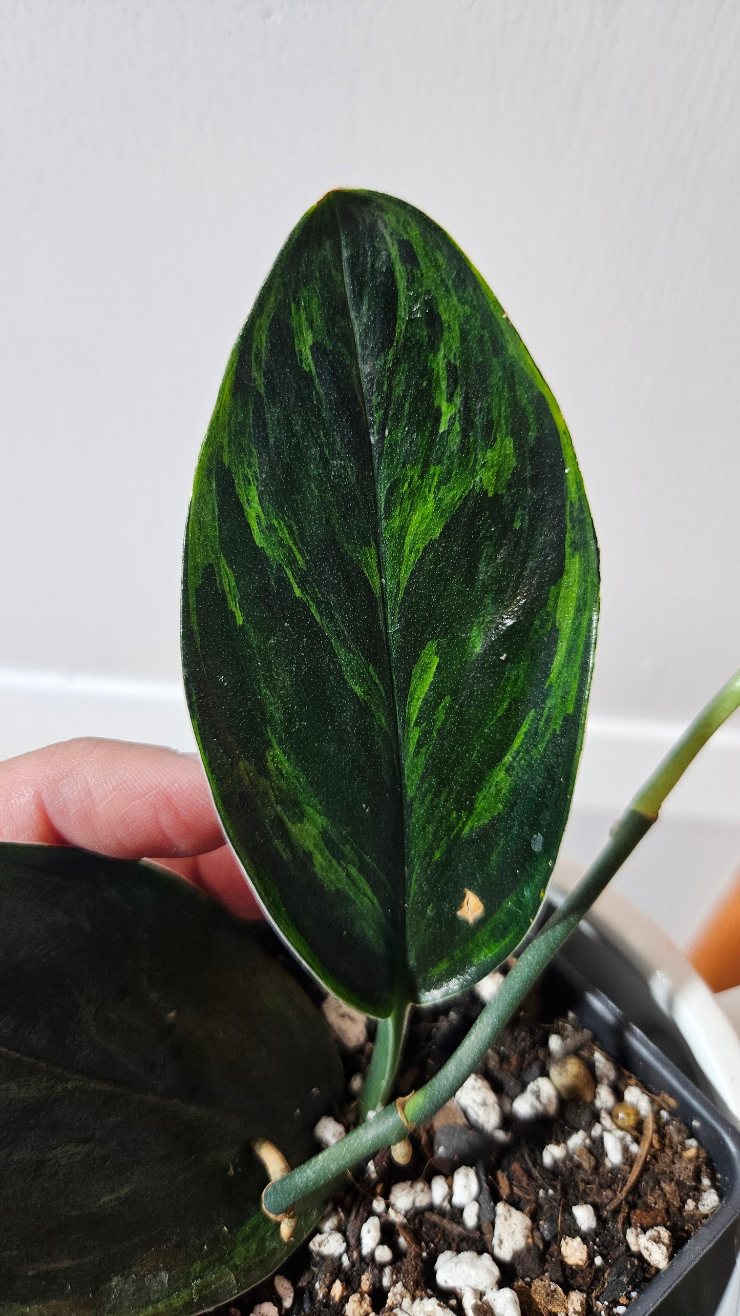 Scindapsus Treubii Dark Form Néon/Mutation (SCI-1274)