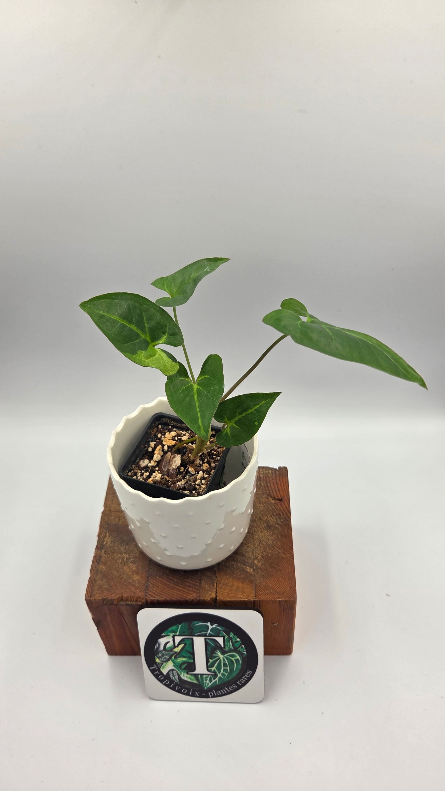 Syngonium Panda/Indo (SYN-503)