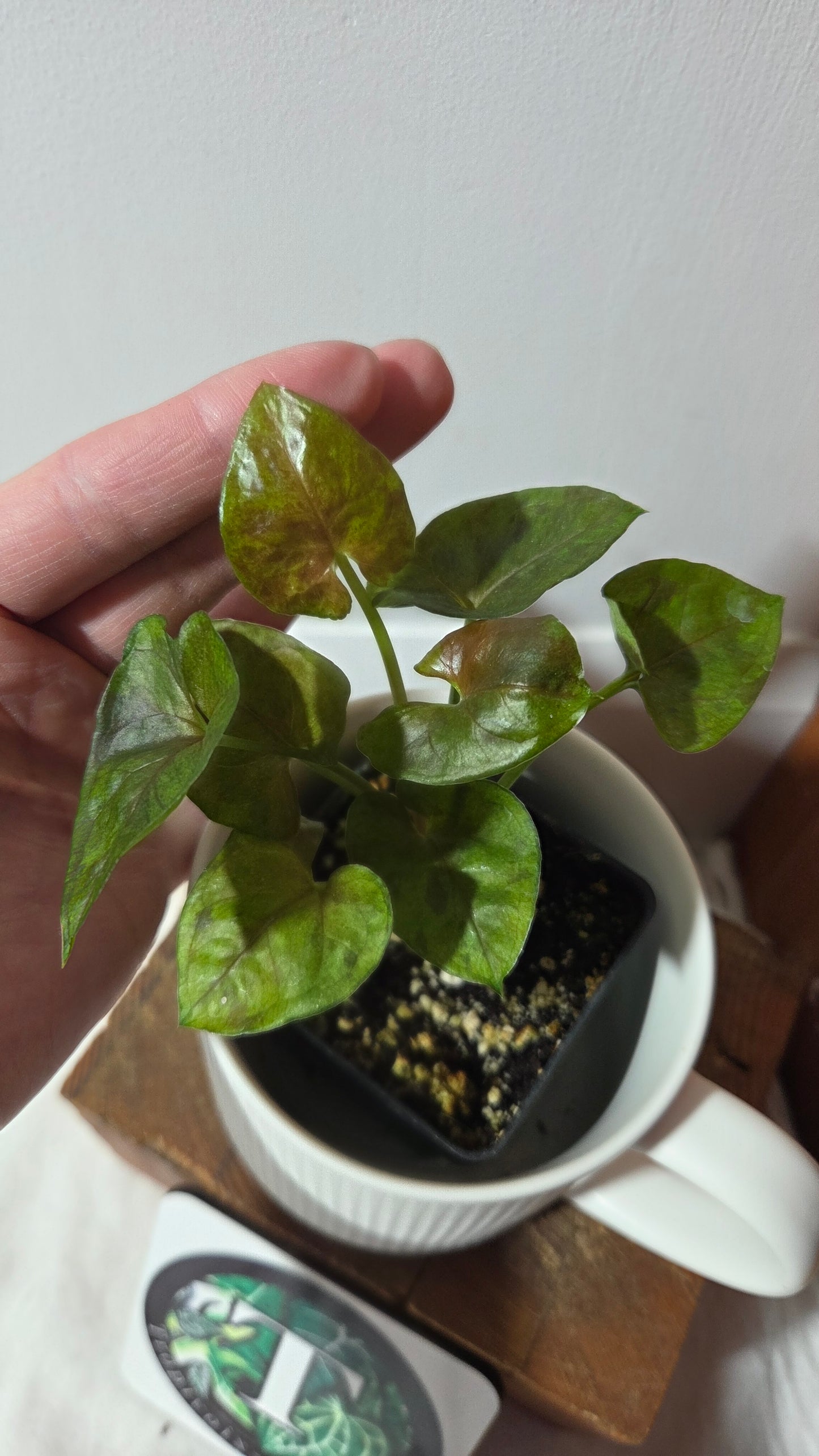 Syngonium Matcha Sprinkle (SYN-486)