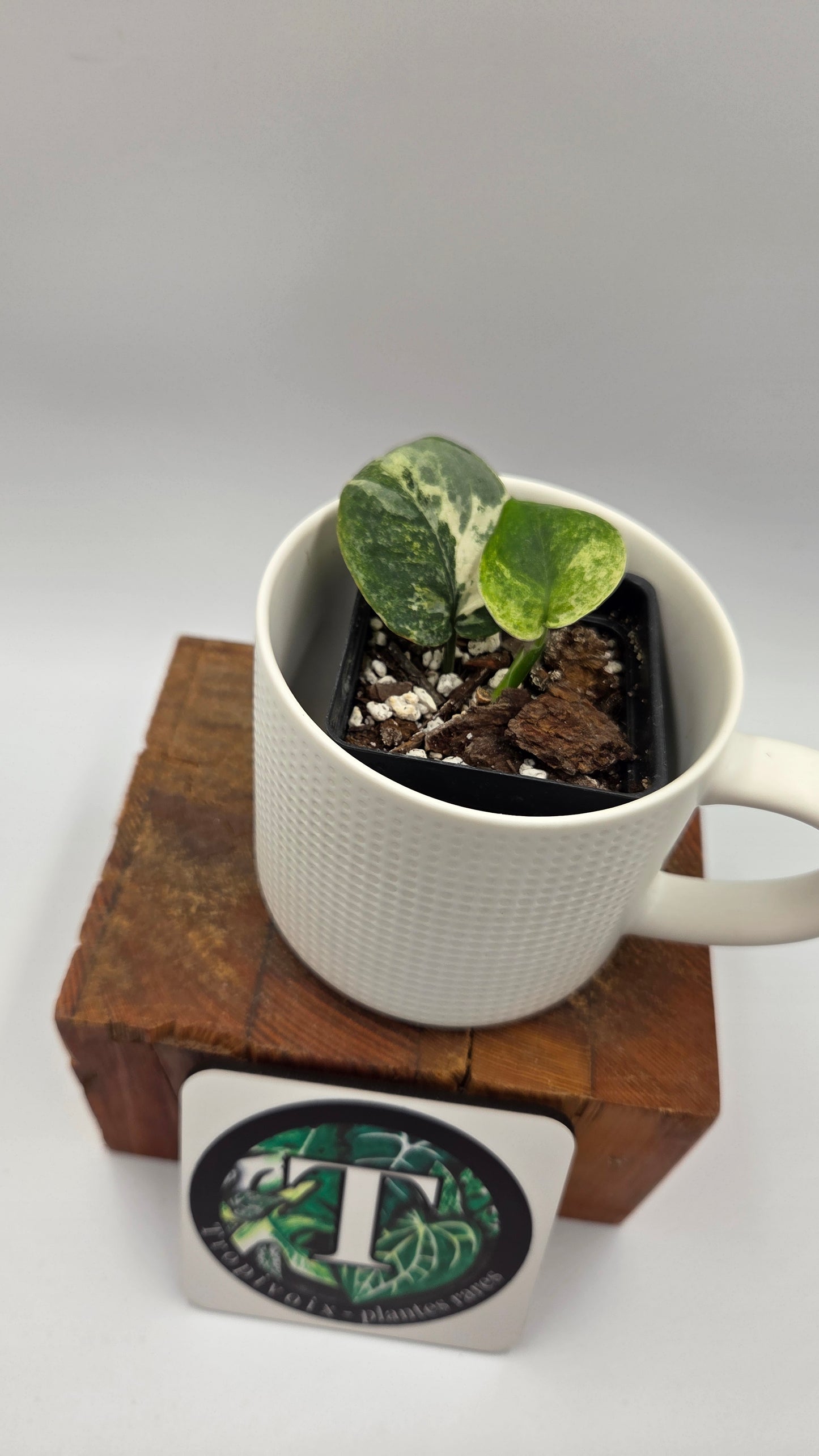 Scindapsus Silver Splash Tricolore (SCI-1436)