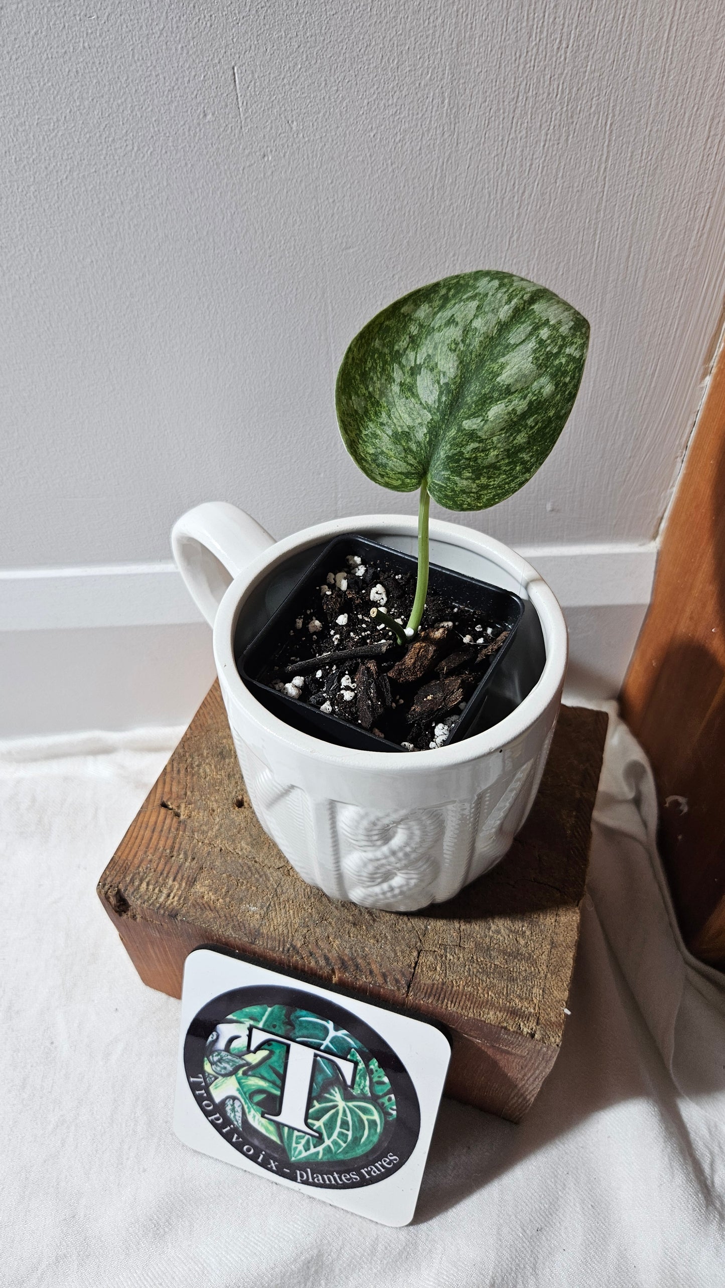 Scindapsus Exotica Pictus mint (SCI-1122)
