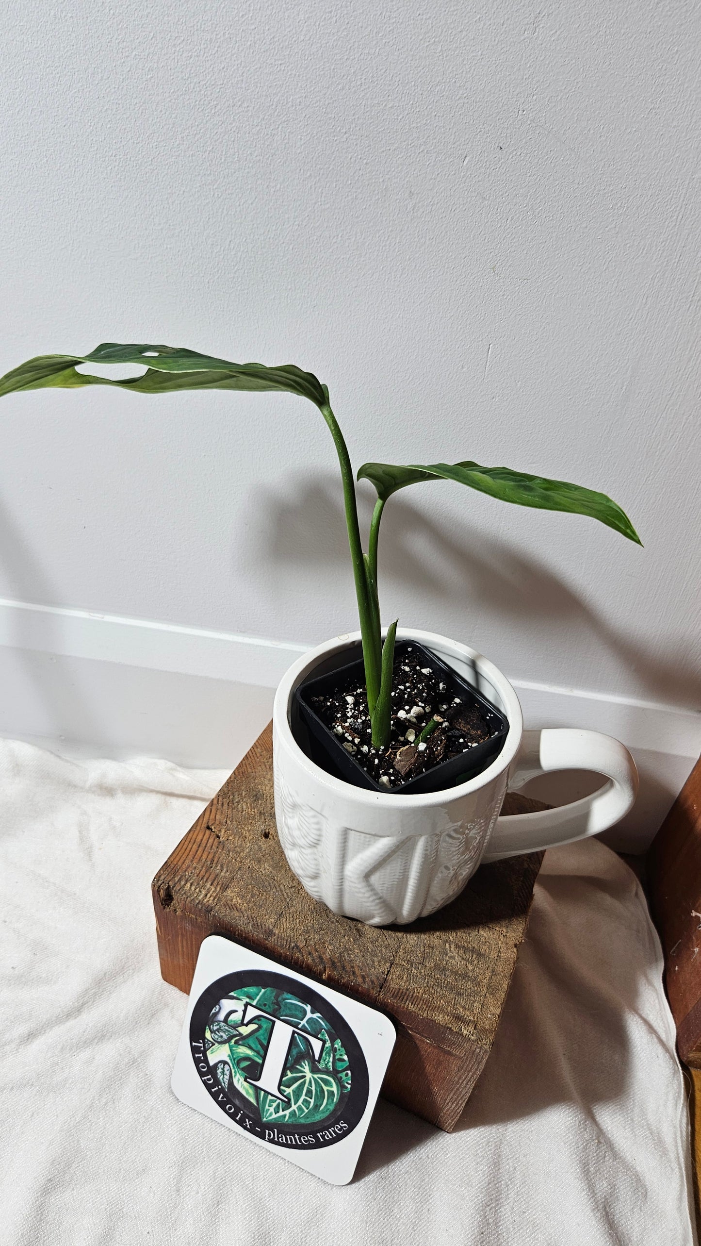 Monstera Obliqua Aff Tamarindo (MON-184)