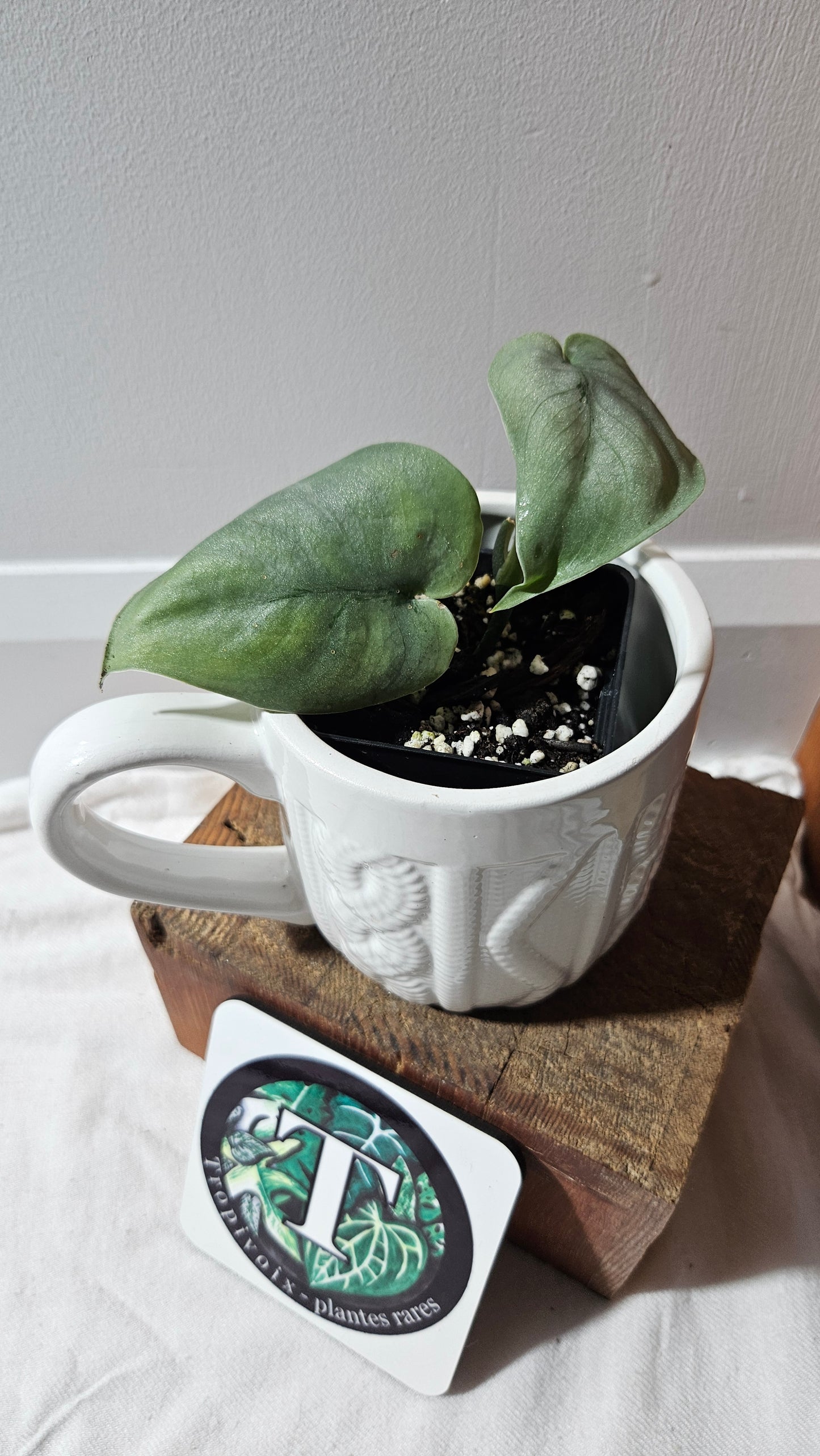 Scindapsus Platinum (SCI-1143)