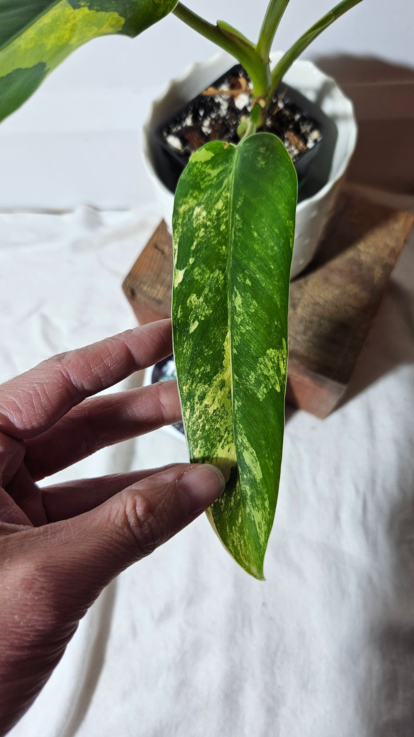 Philodendron Domesticum Variegata (PHI-666)