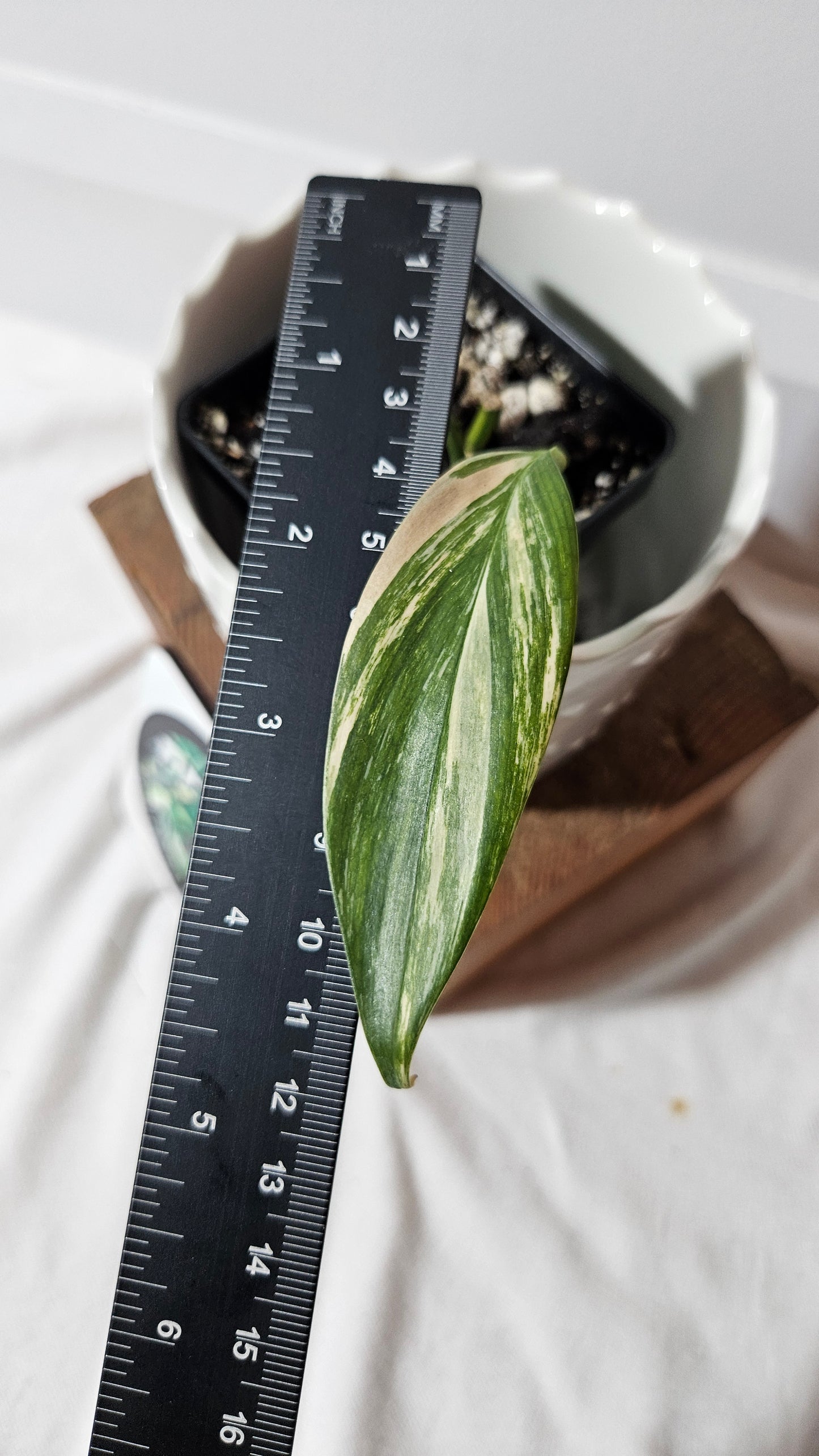 Epipremnum Amplissinum Variegata (EPI-218)