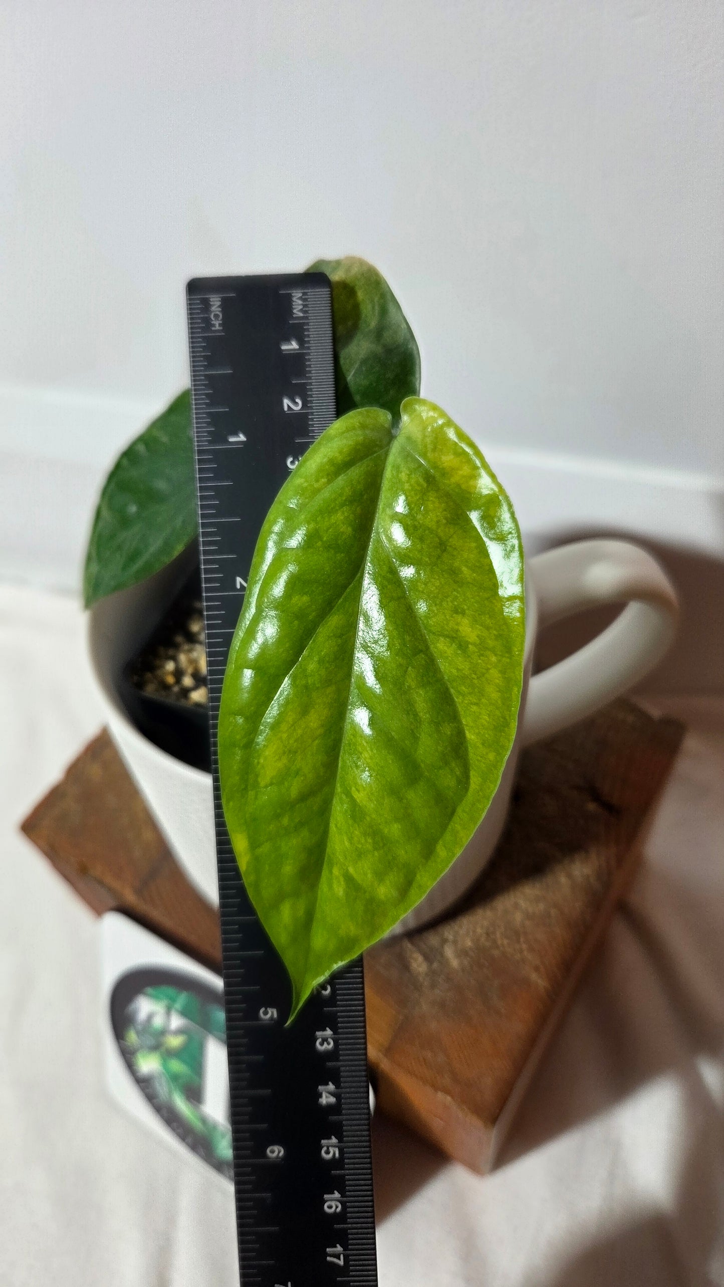 Amydrium Medium Mint (AMY-034)