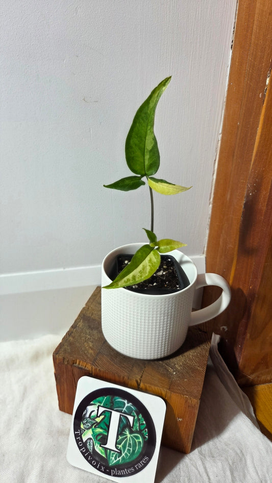 Syngonium Angustatum Albo (SYN-493)