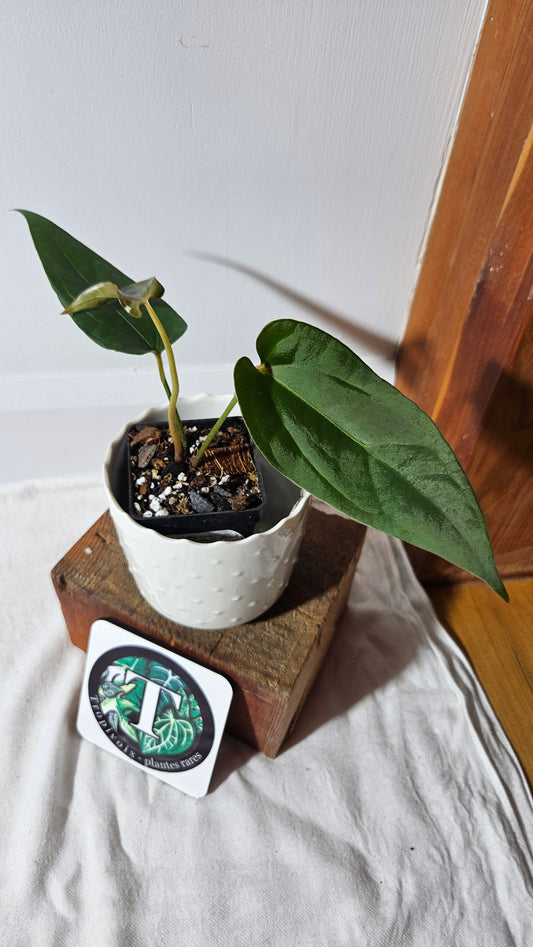 Anthurium Napo X Luxurians "format MOYEN" (ANT-416)